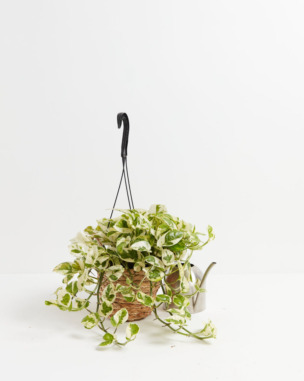 Pearls and Jade Pothos