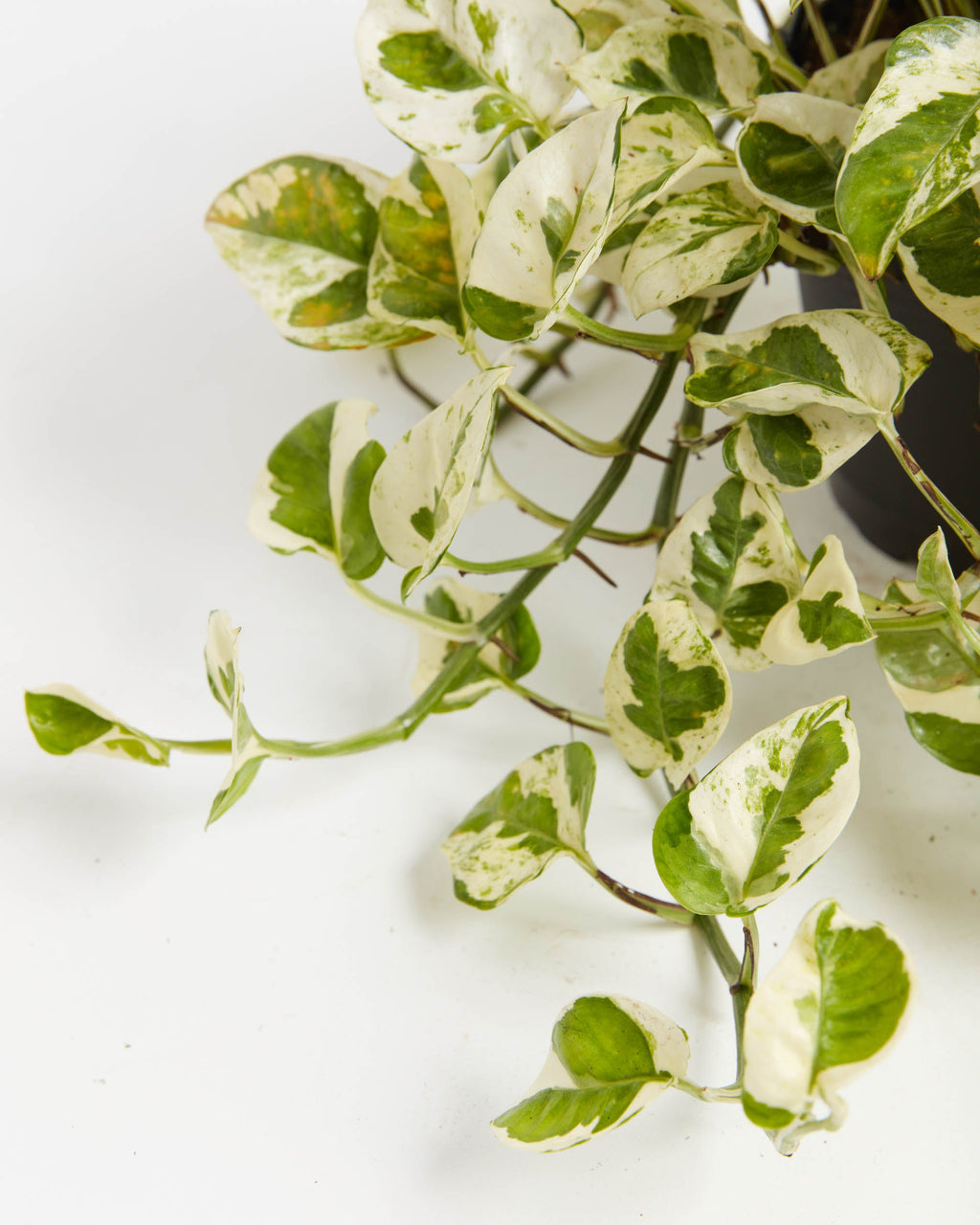 Pearls and Jade Pothos