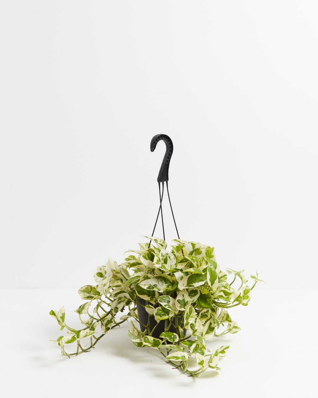 Pearls and Jade Pothos
