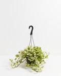 Pearls and Jade Pothos