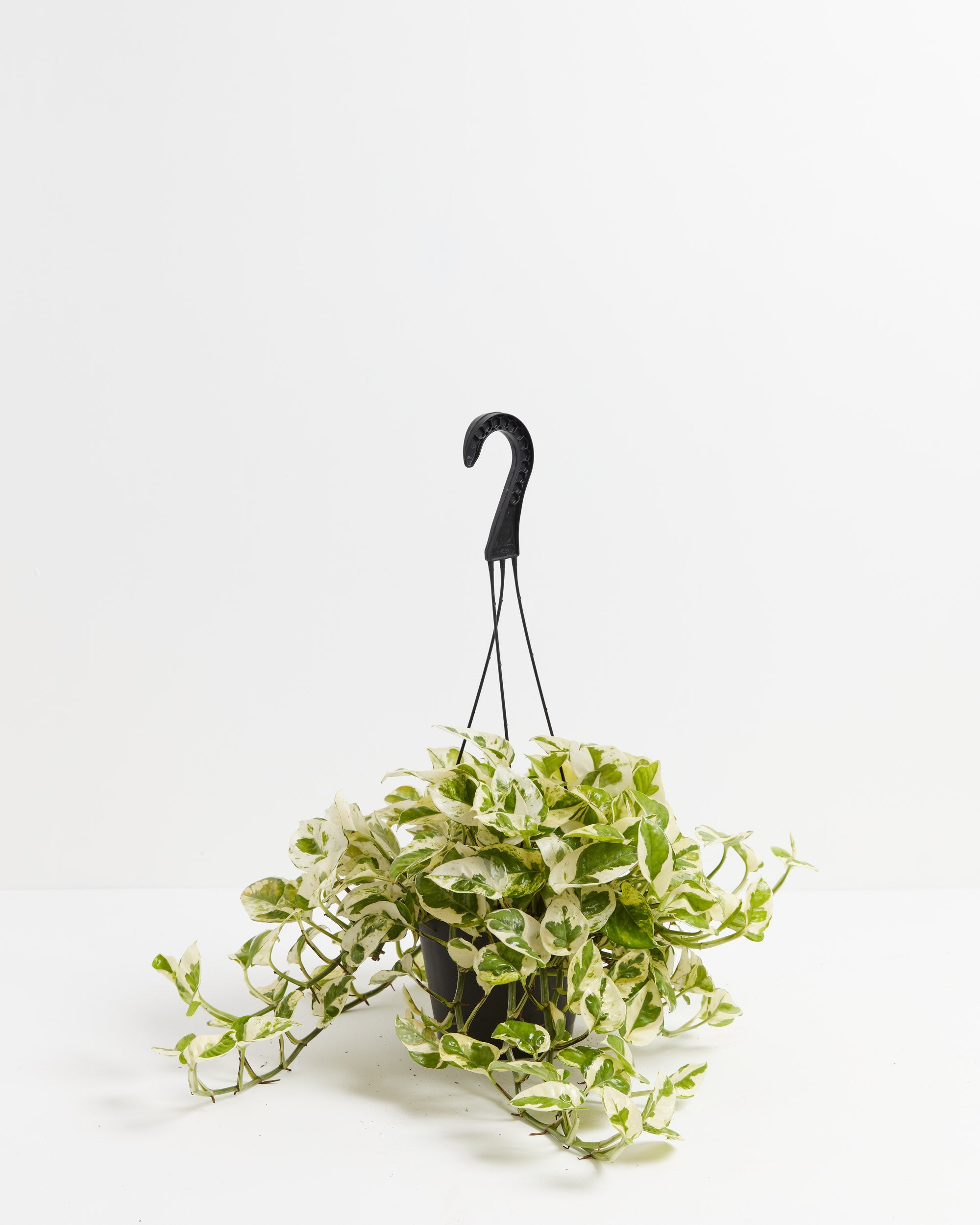 Pearls and Jade Pothos