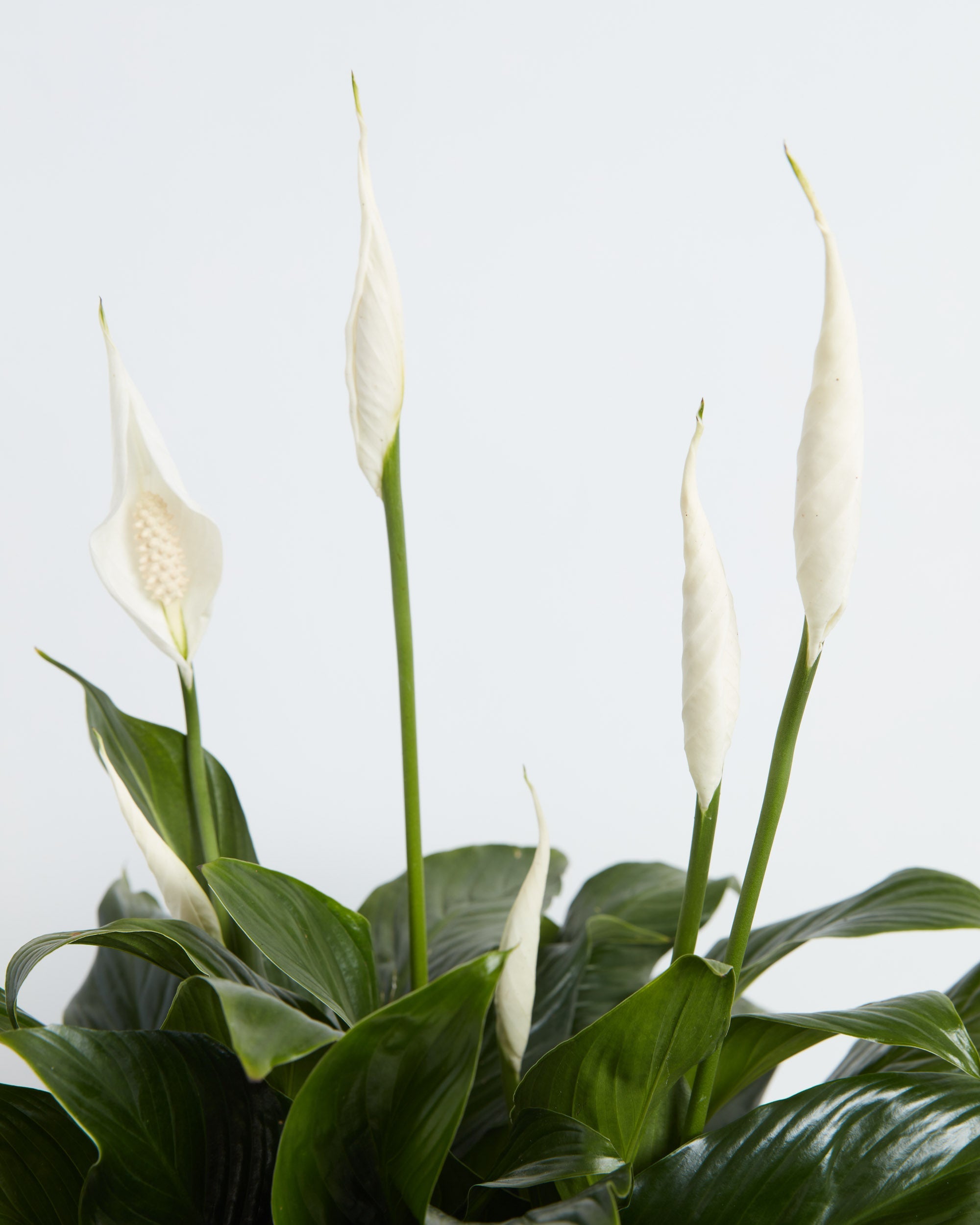 Peace Lily (Spathiphyllum)