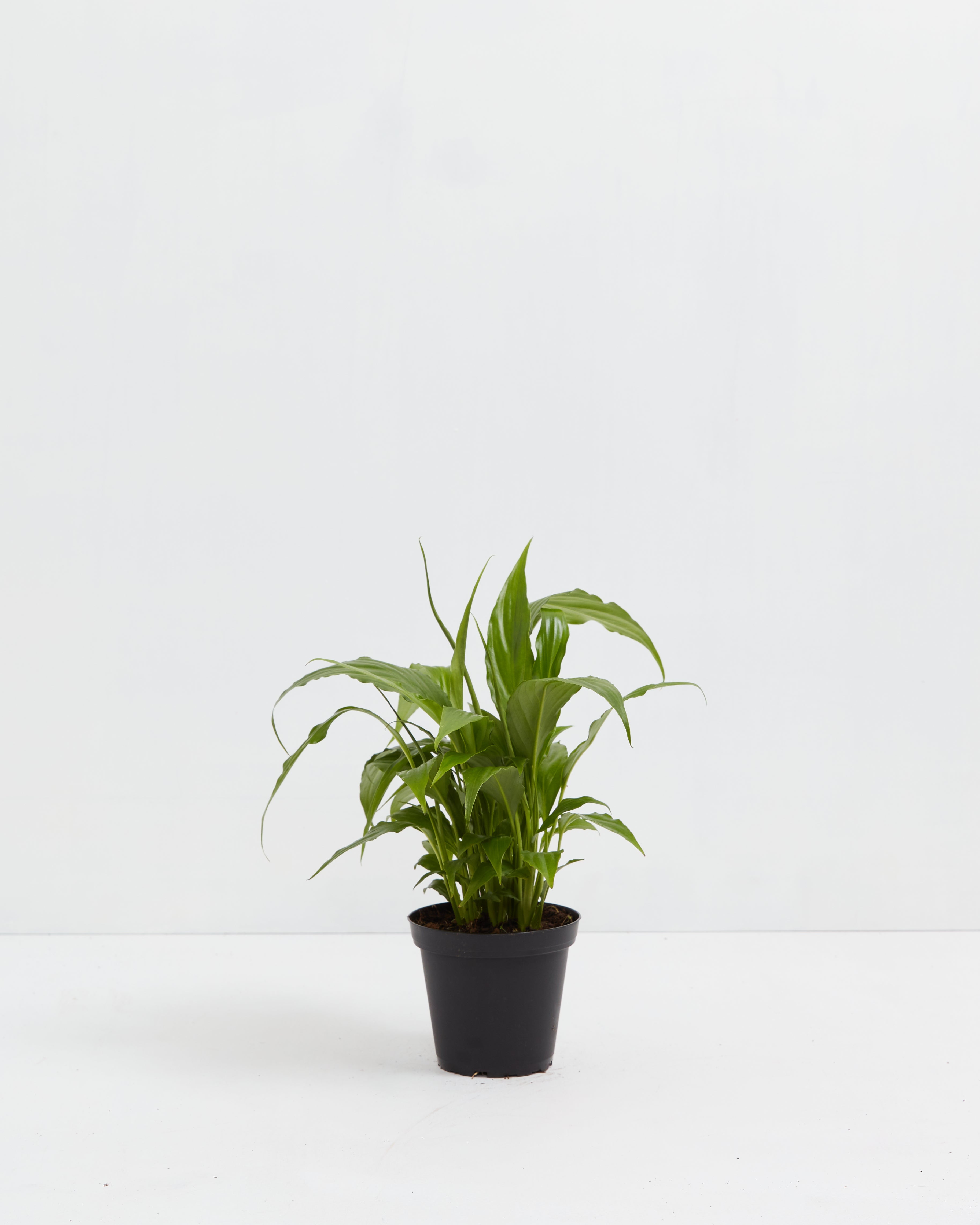 Peace Lily (Spathiphyllum)