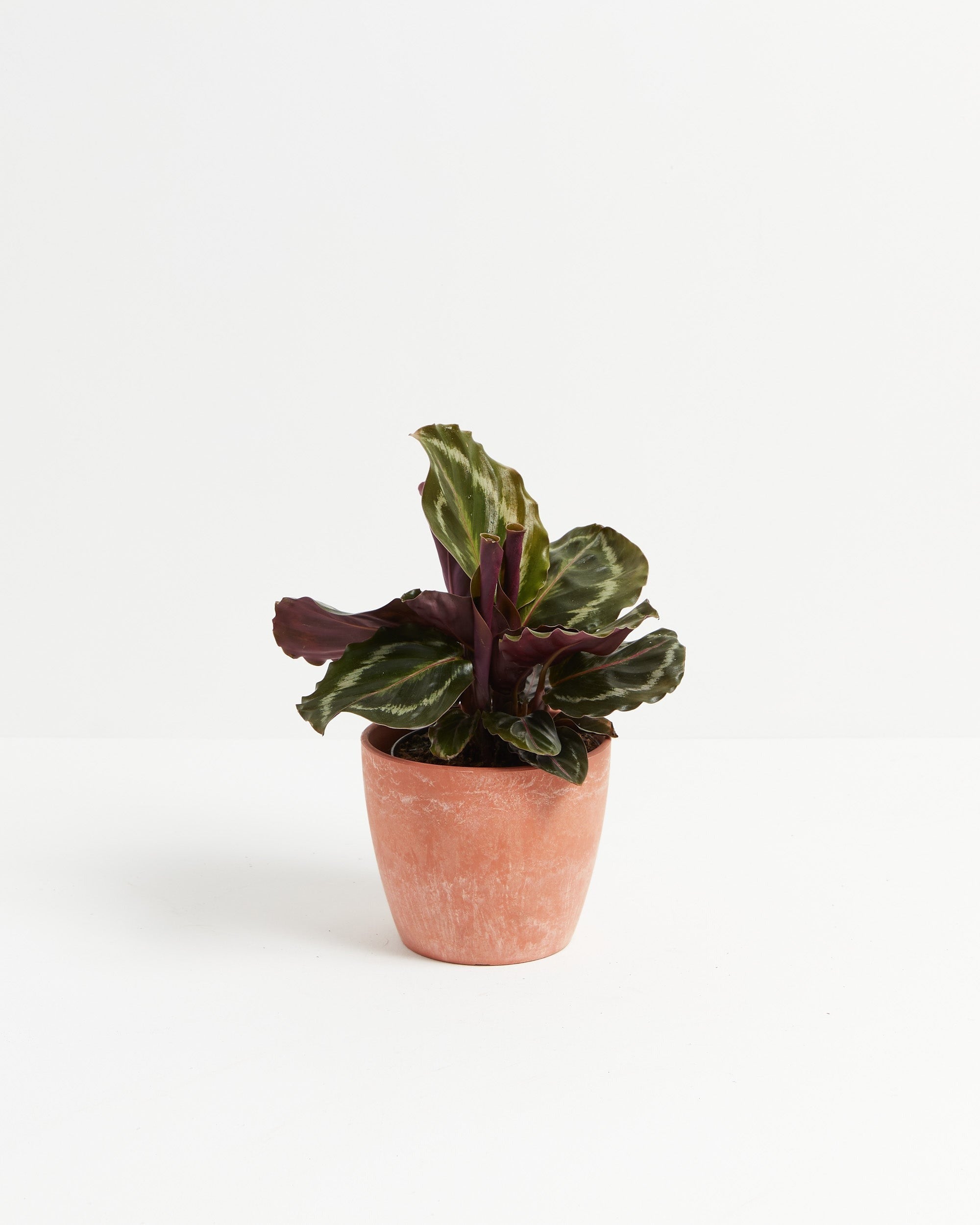 Calathea Medallion