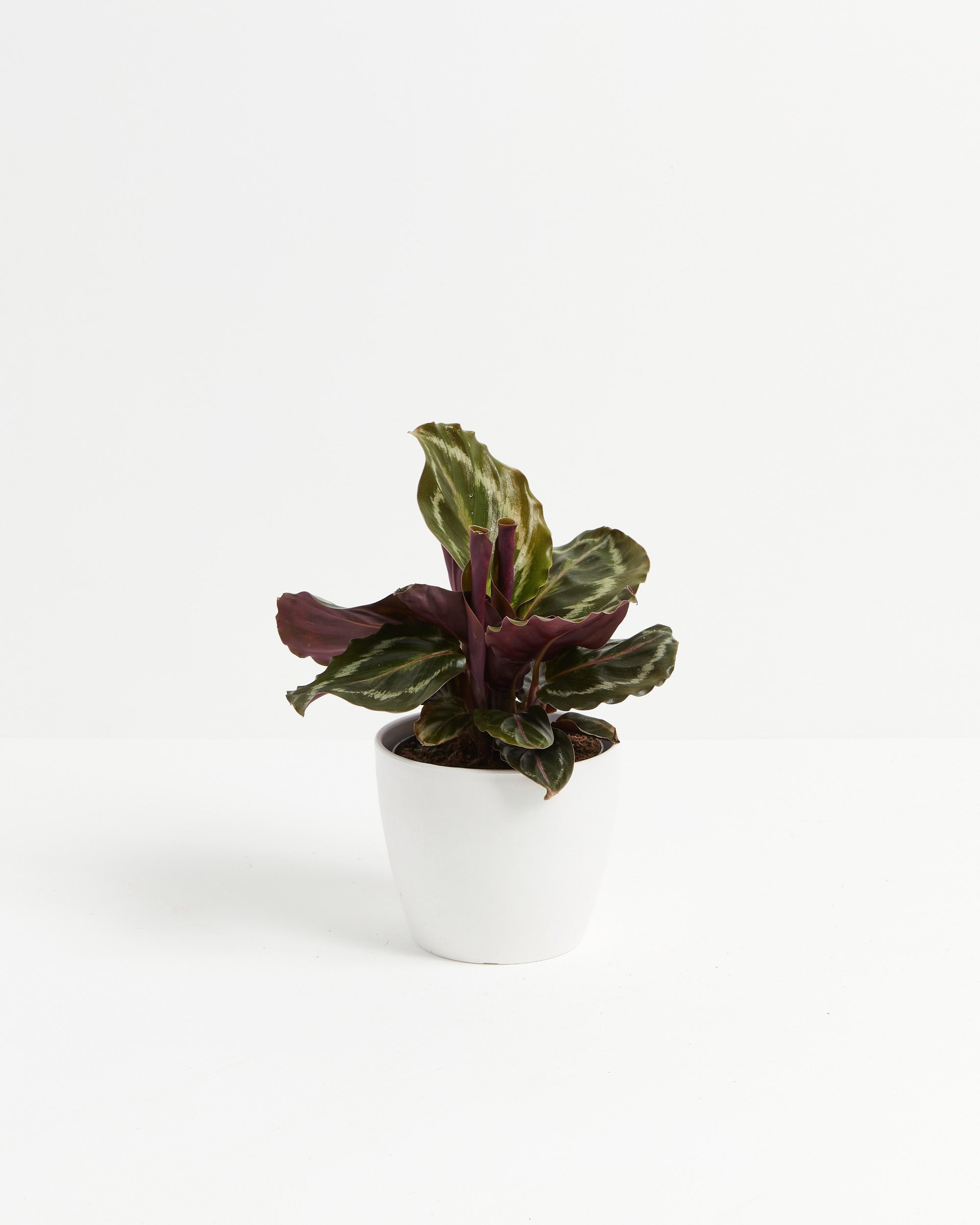 Calathea Medallion