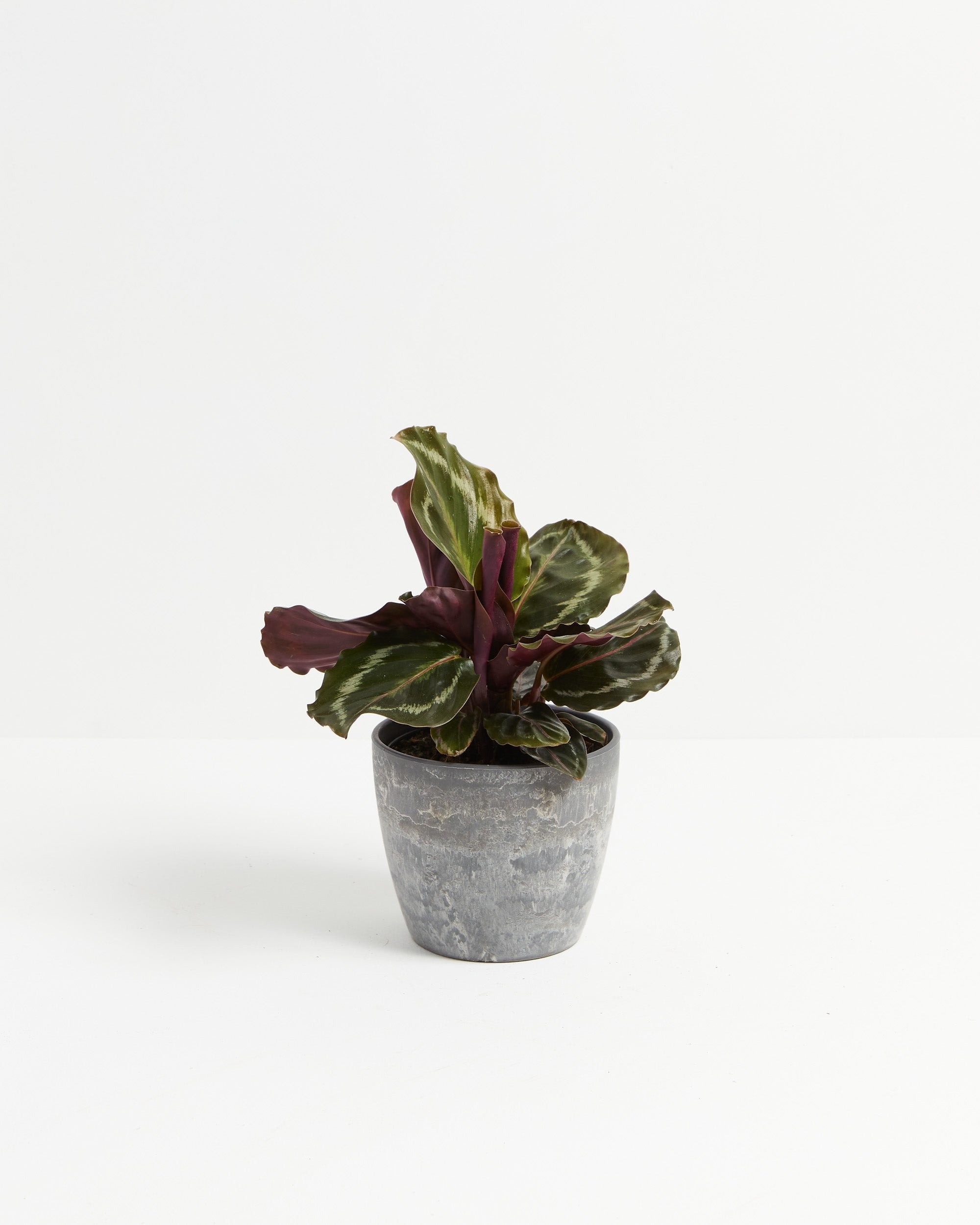 Calathea Medallion