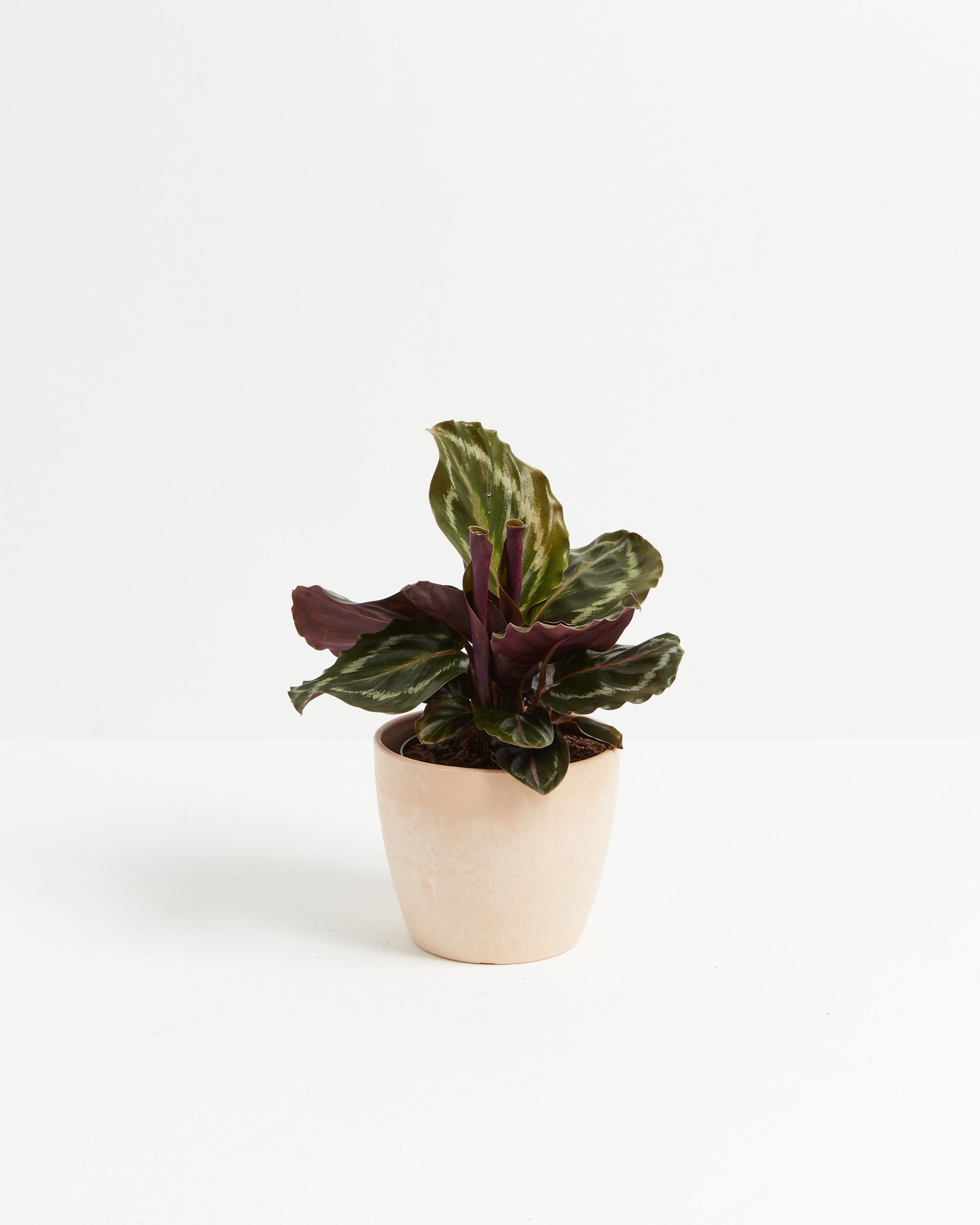 Calathea Medallion