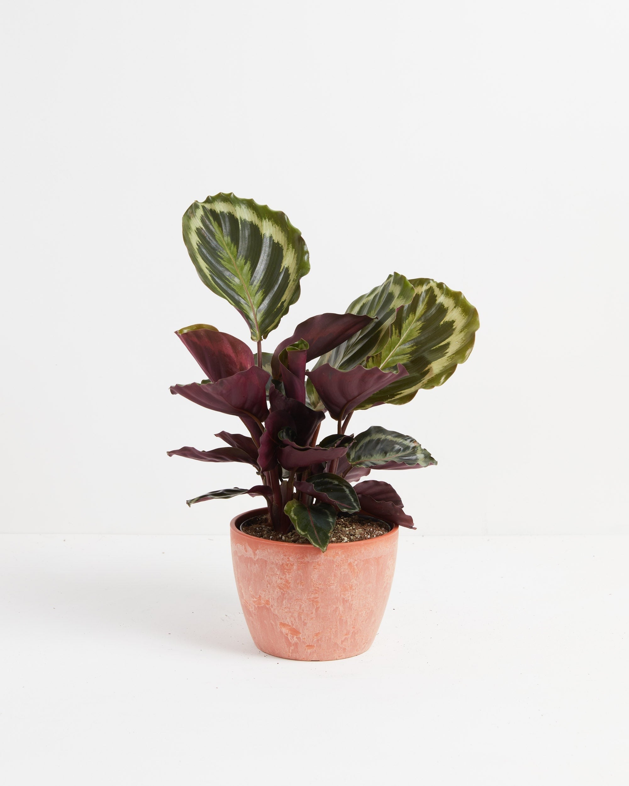 Calathea Medallion