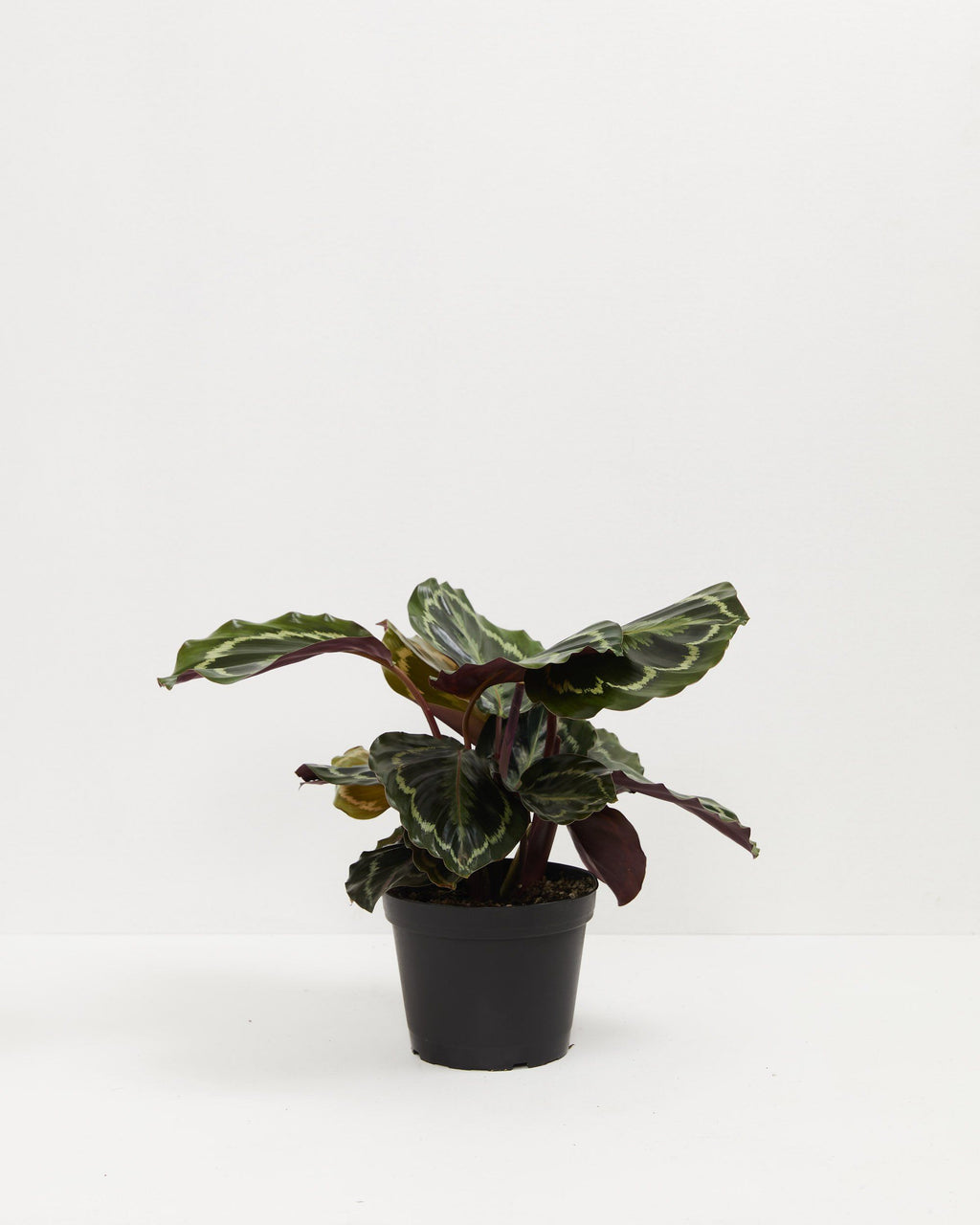 Calathea Medallion