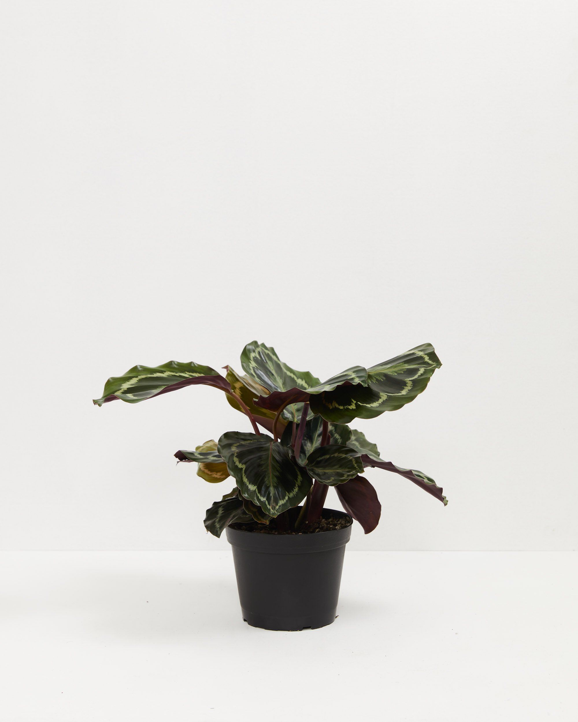 Calathea Medallion