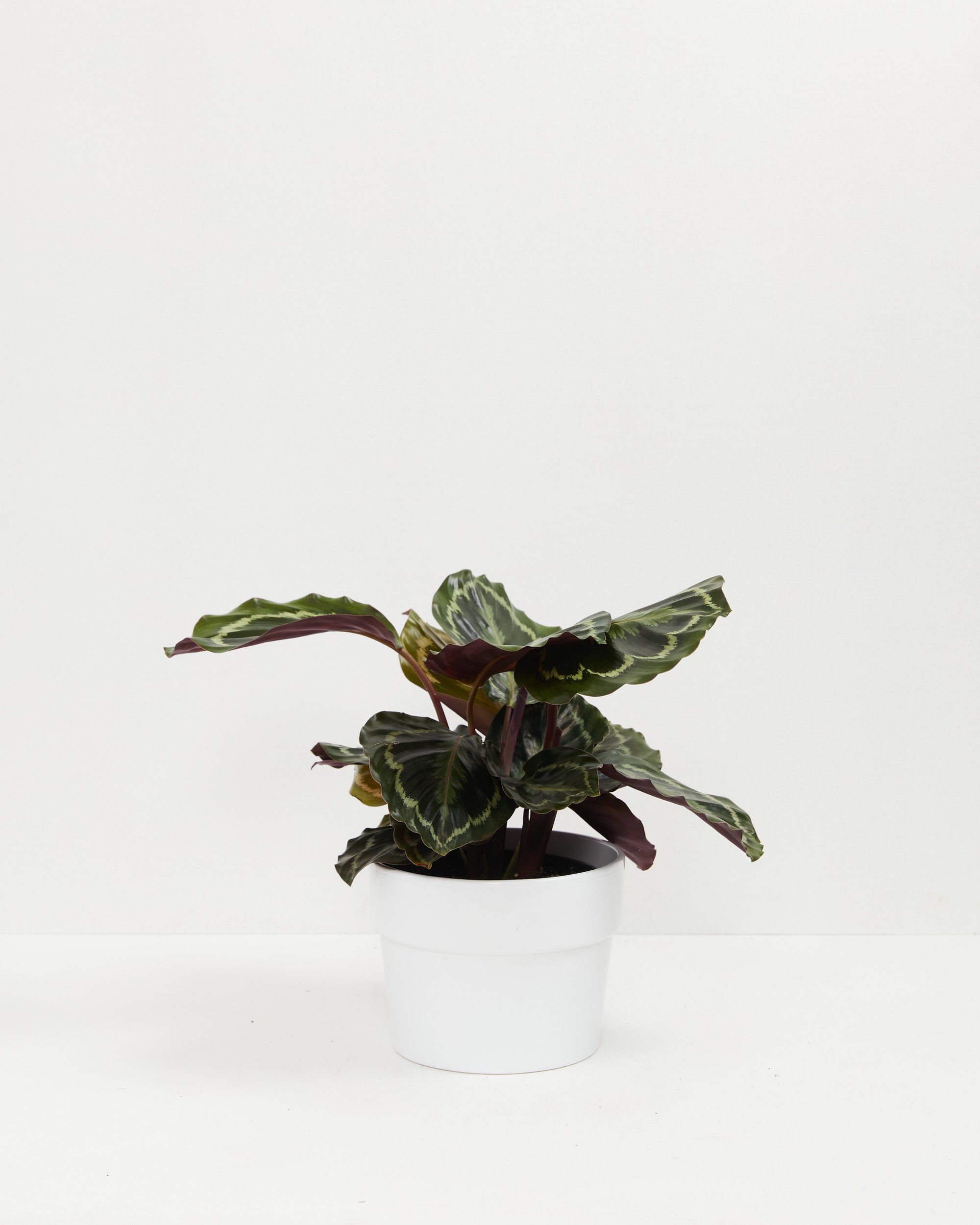 Calathea Medallion