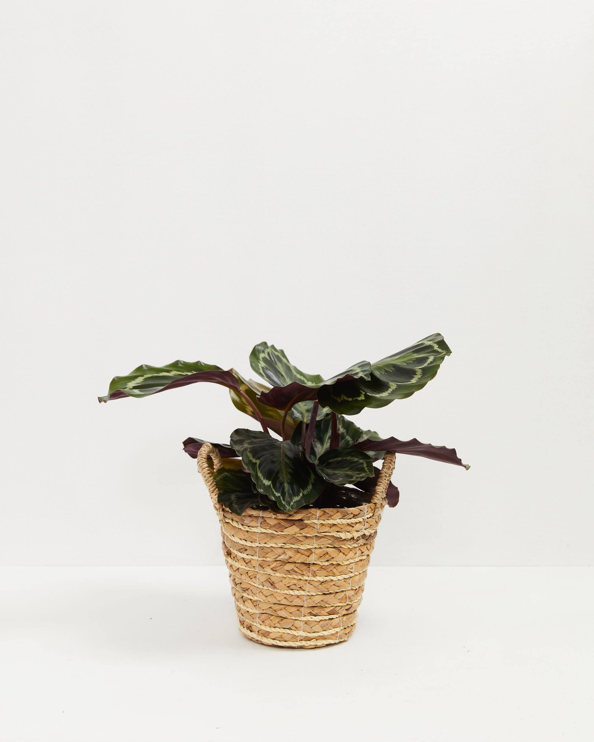 Calathea Medallion