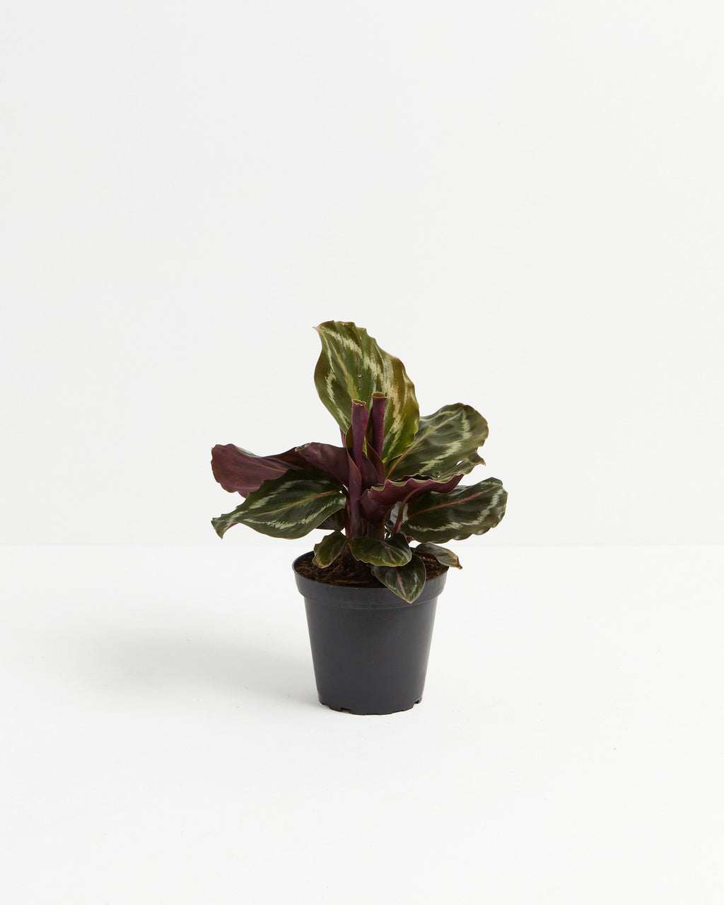 Calathea Medallion