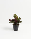 Calathea Medallion