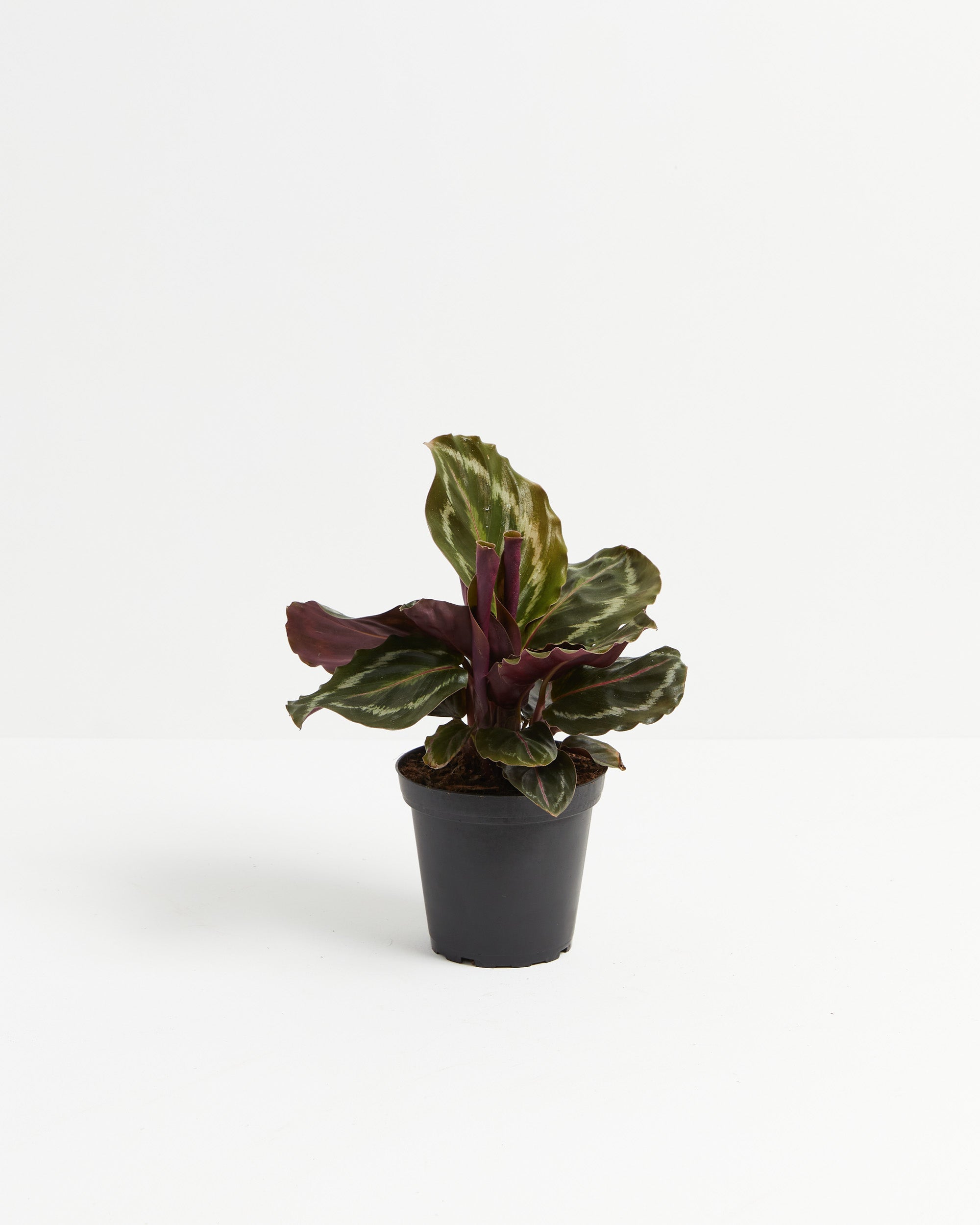 Calathea Medallion