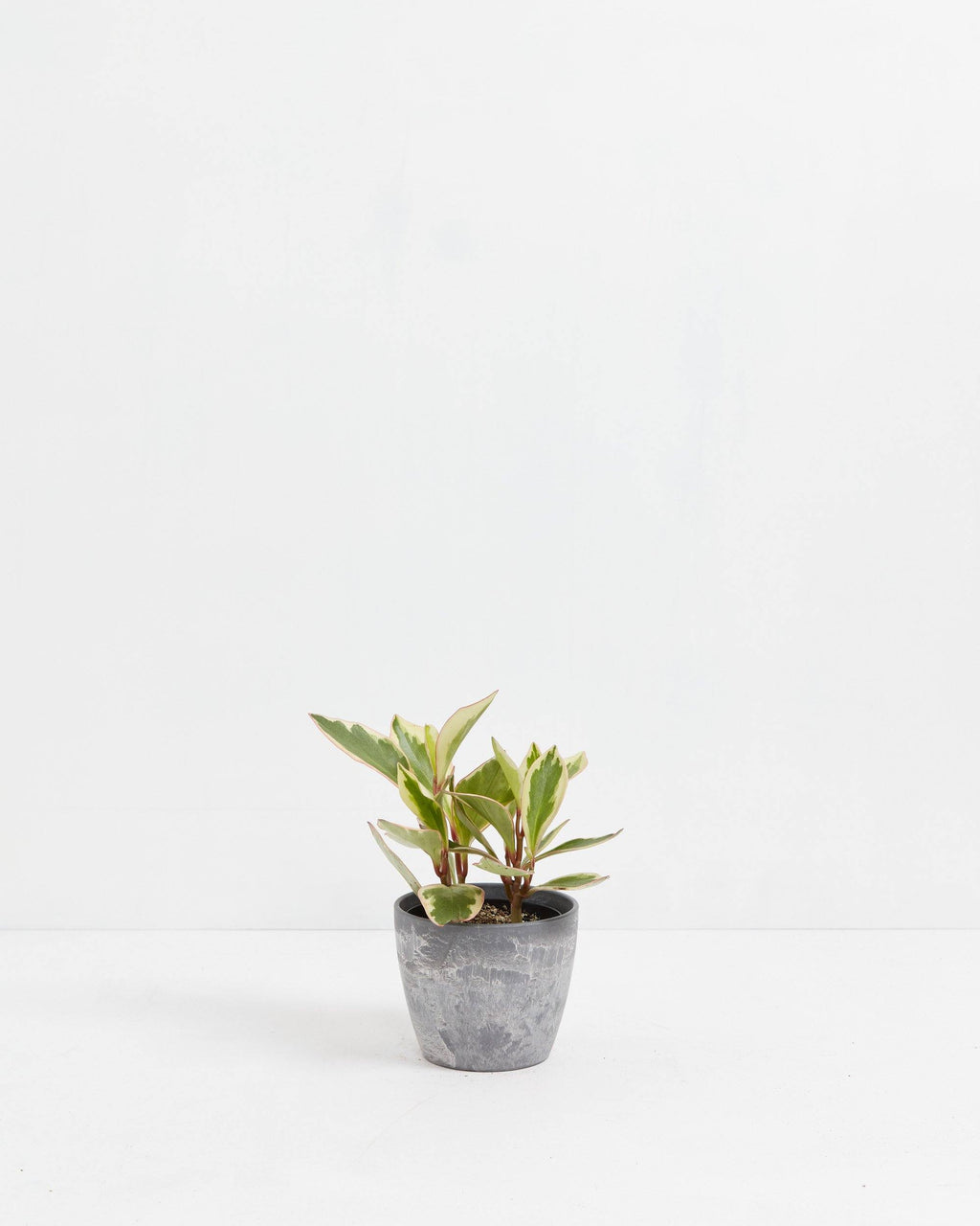 Peperomia Ginny