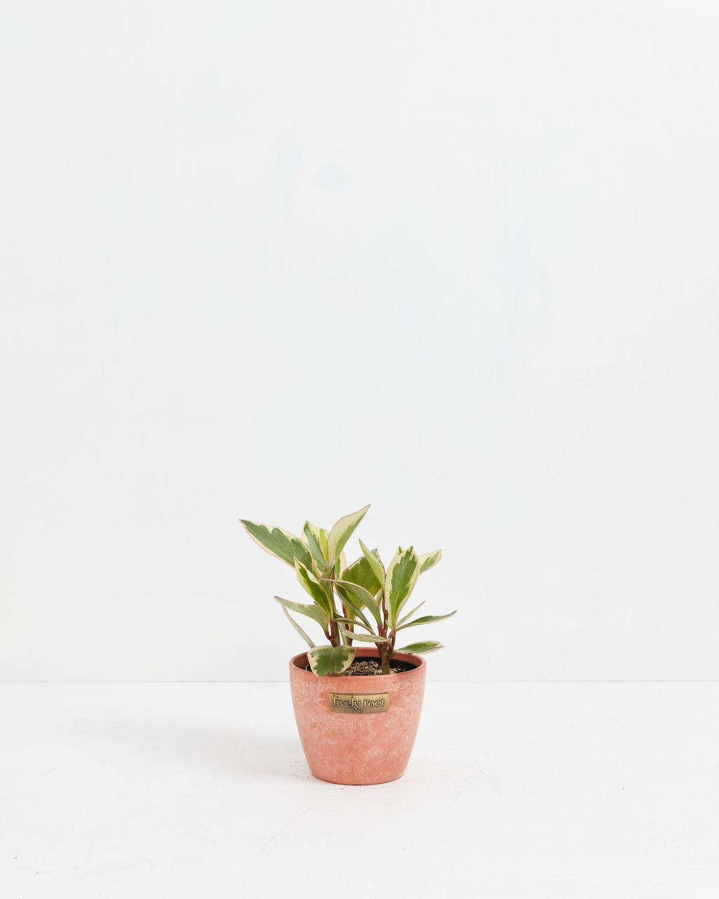 Peperomia Ginny