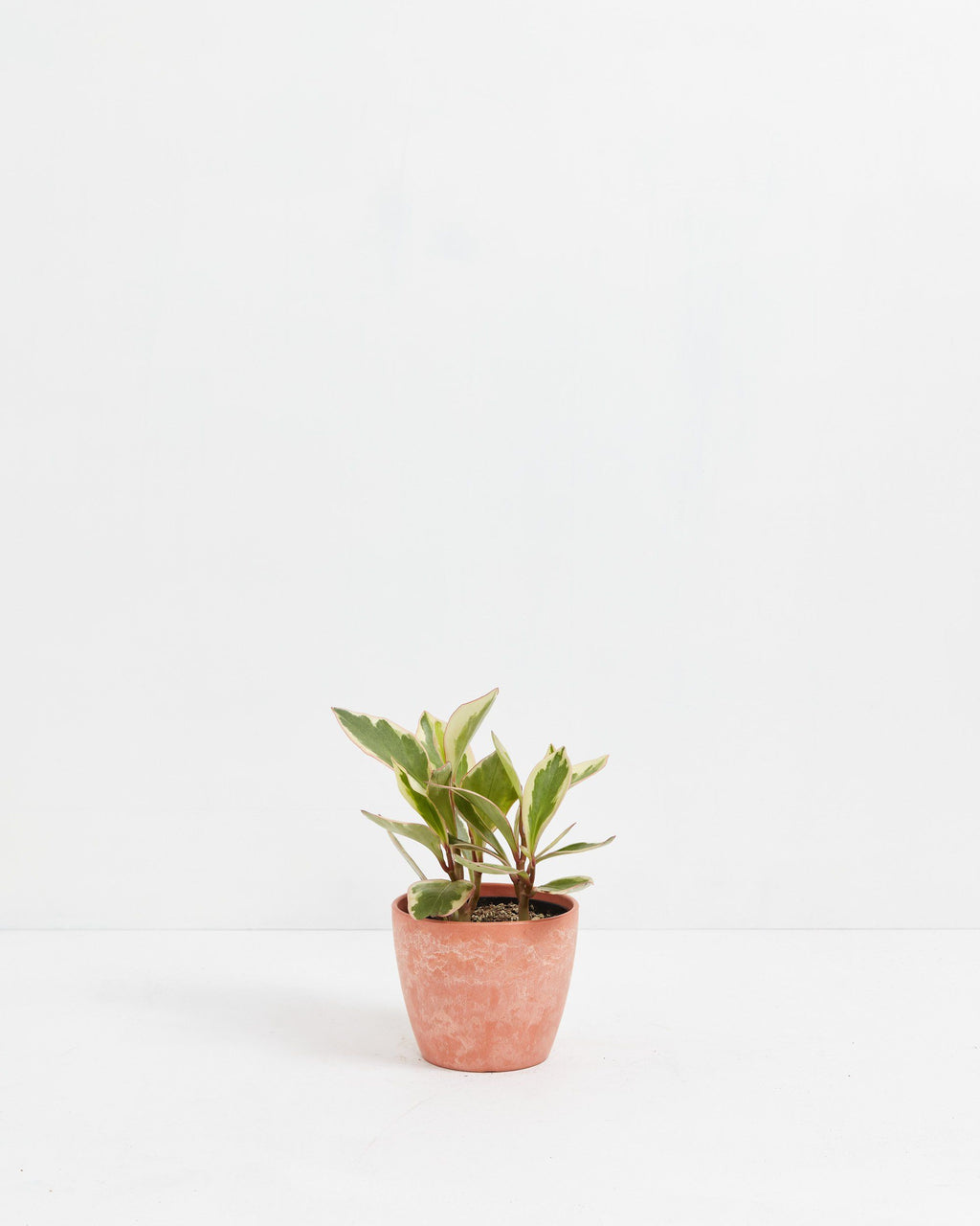 Peperomia Ginny