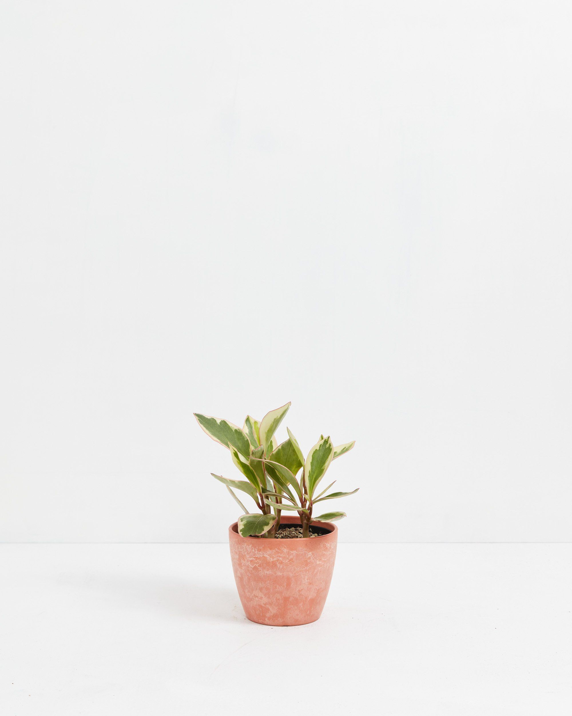 Peperomia Ginny