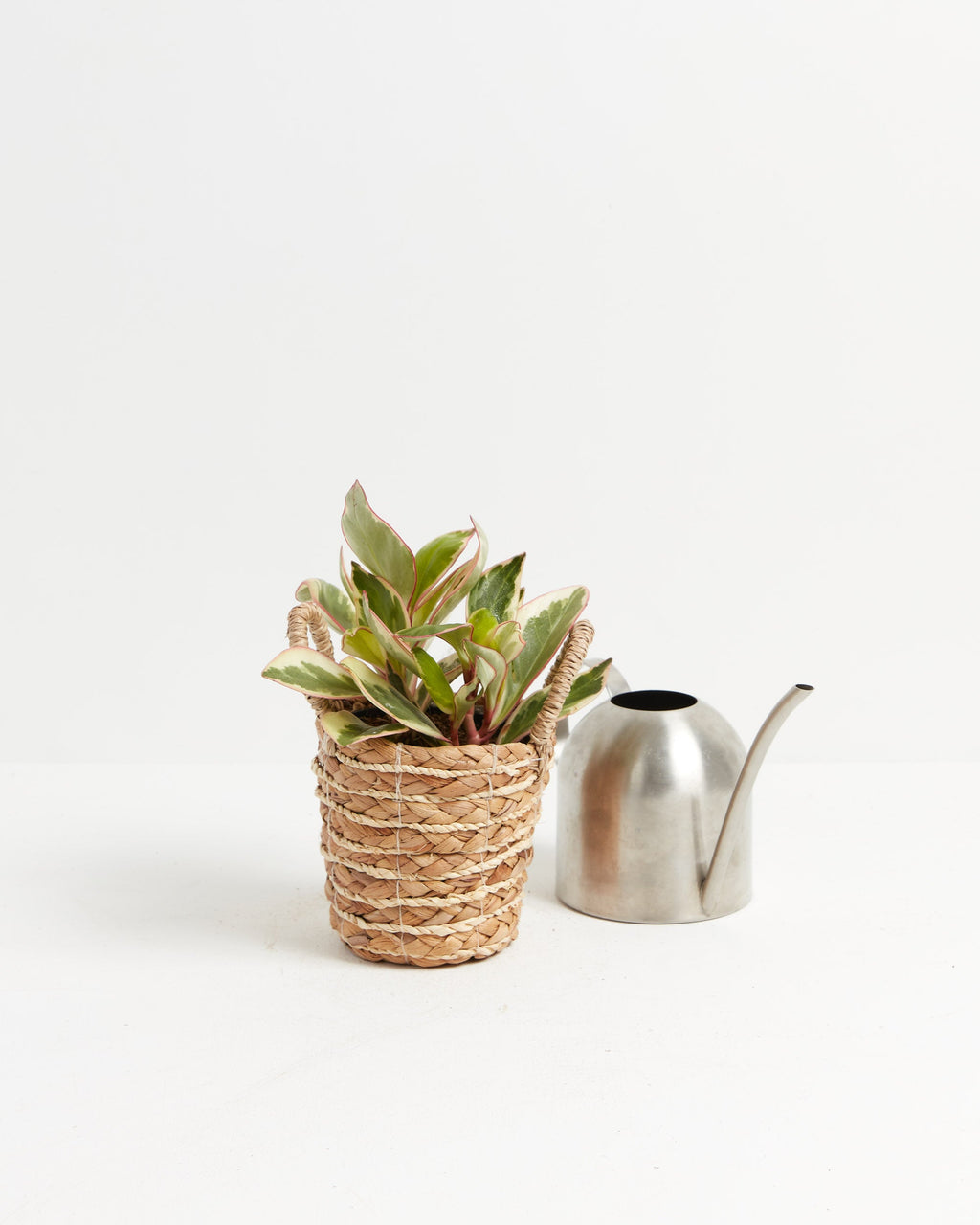 Peperomia Ginny
