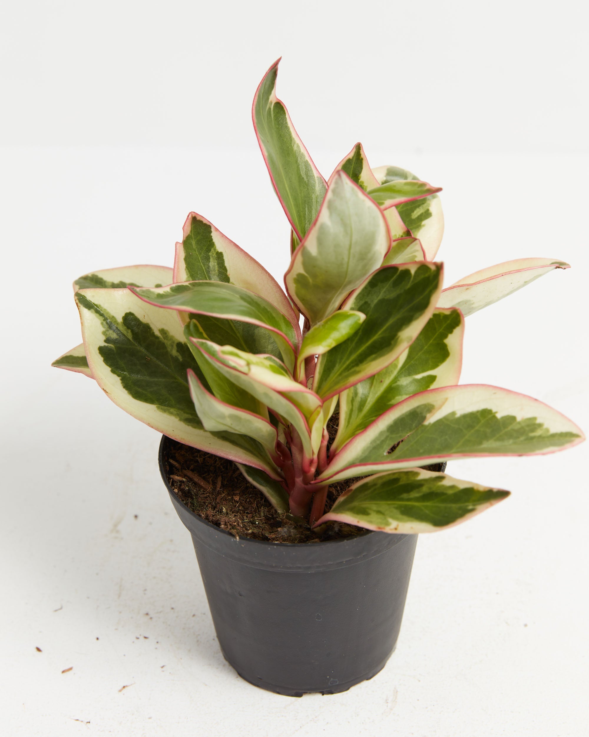 Peperomia Ginny