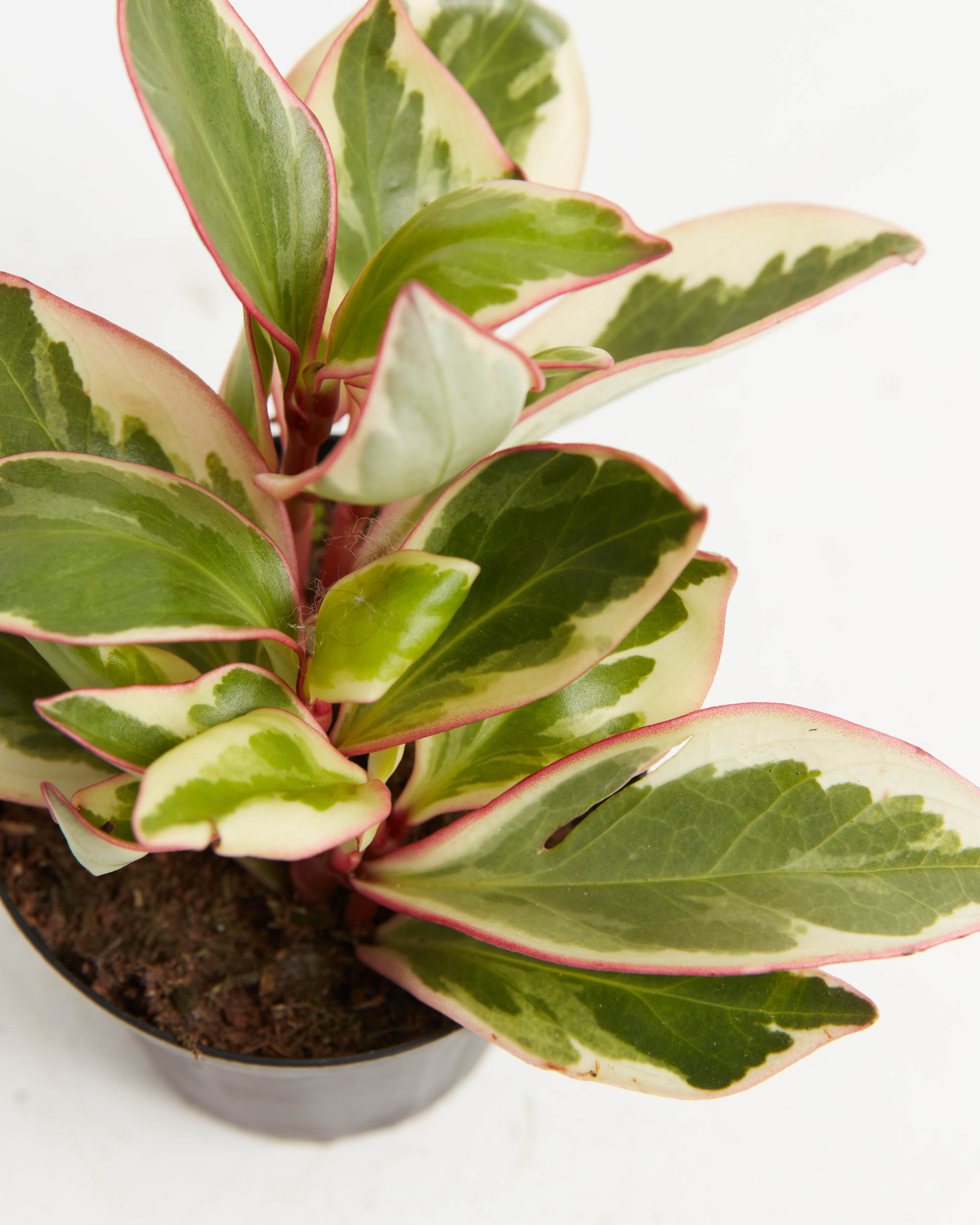 Peperomia Ginny