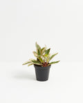 Peperomia Ginny