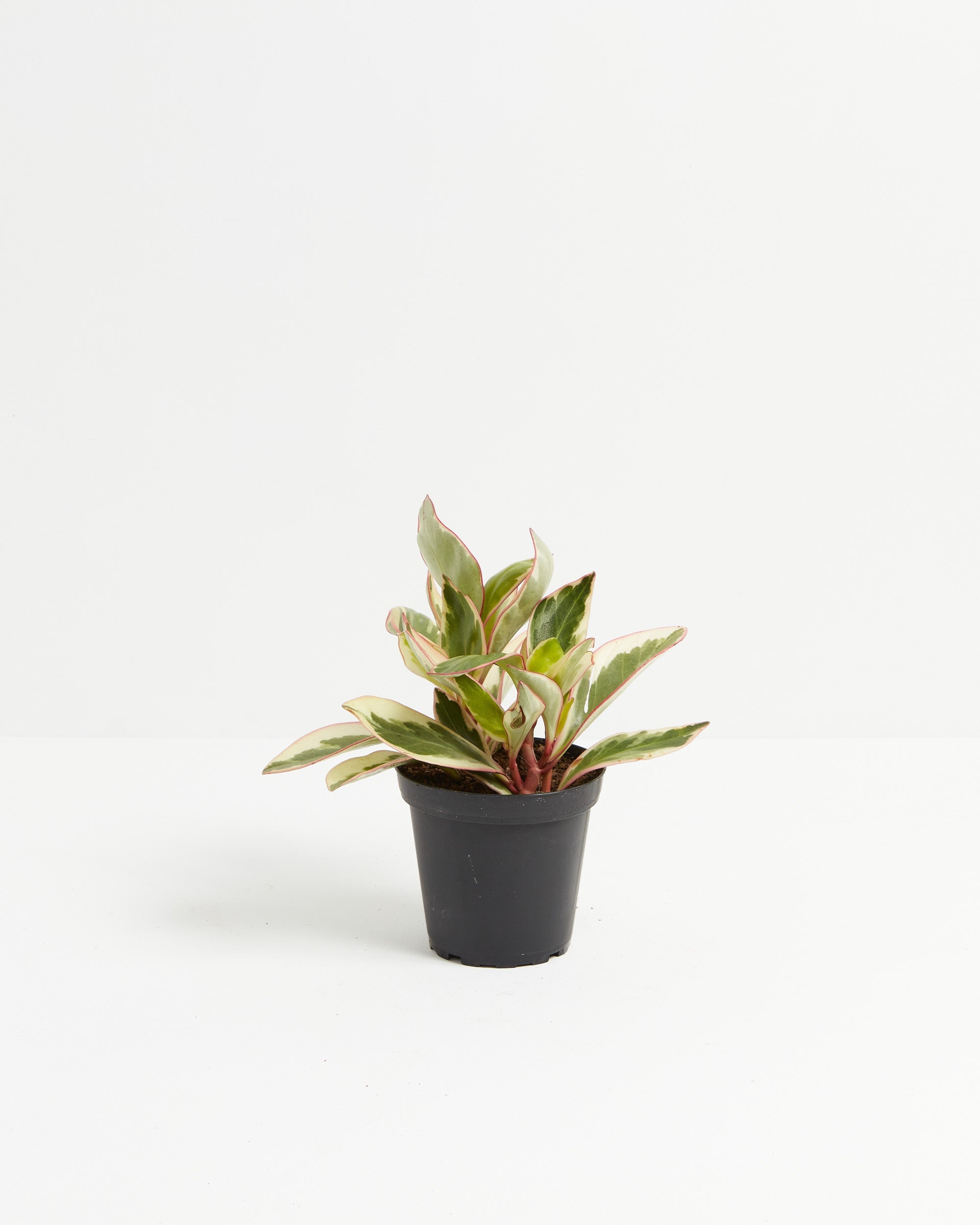 Peperomia Ginny