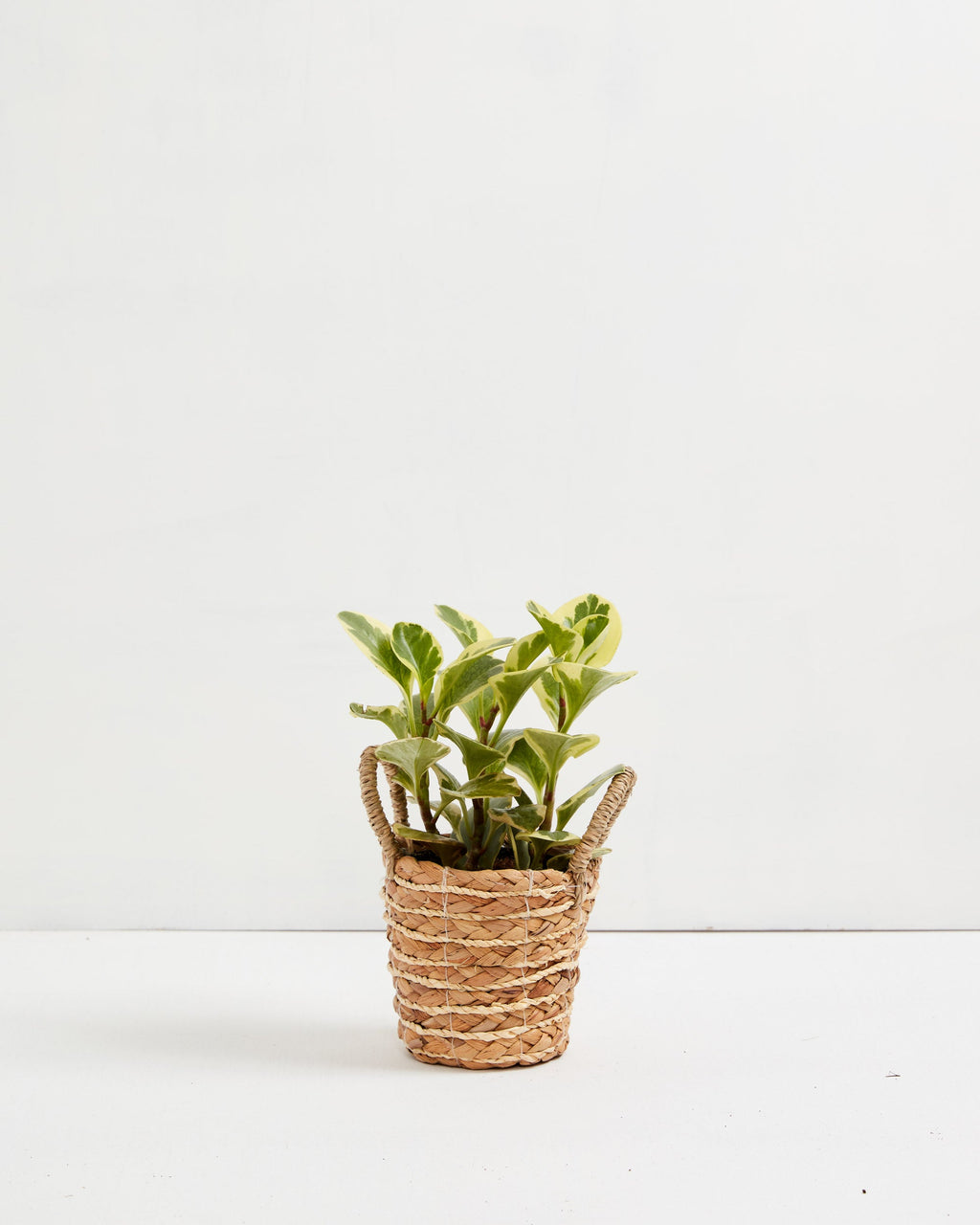 Peperomia Ginny