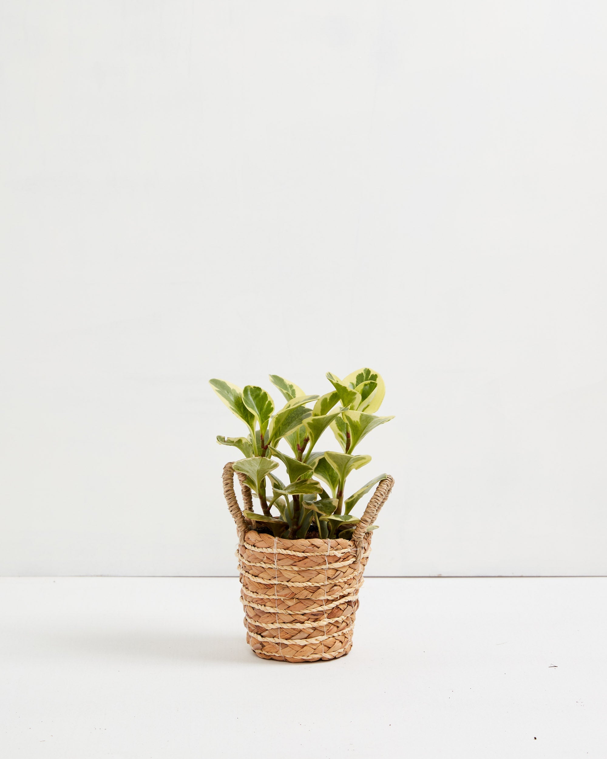Peperomia Ginny