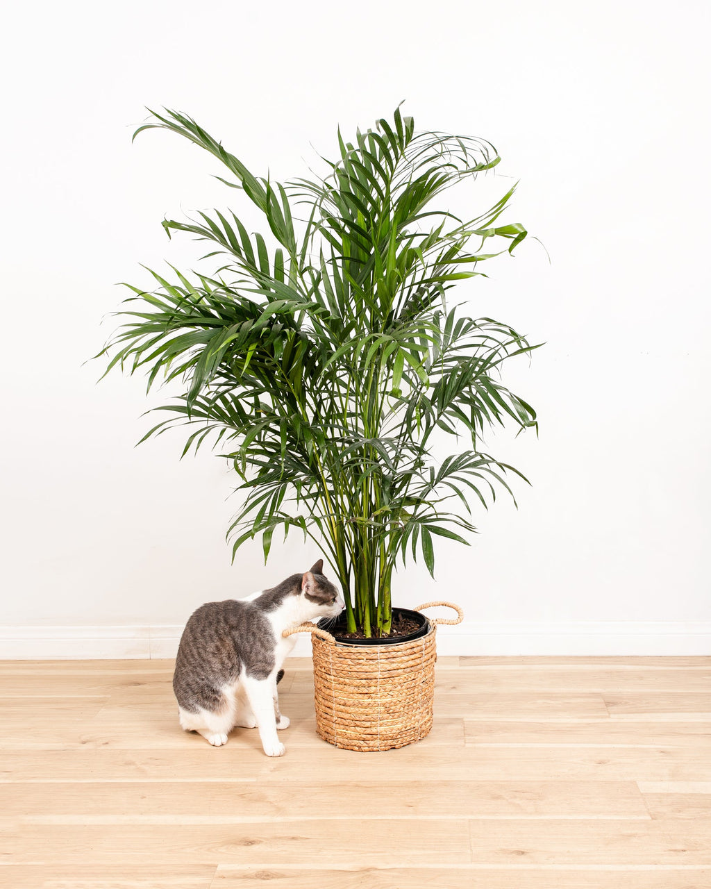 Areca Palm Indoor Tree
