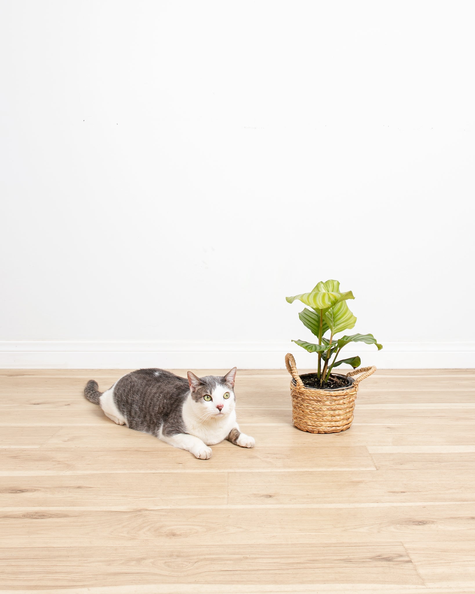 Calathea Orbifolia