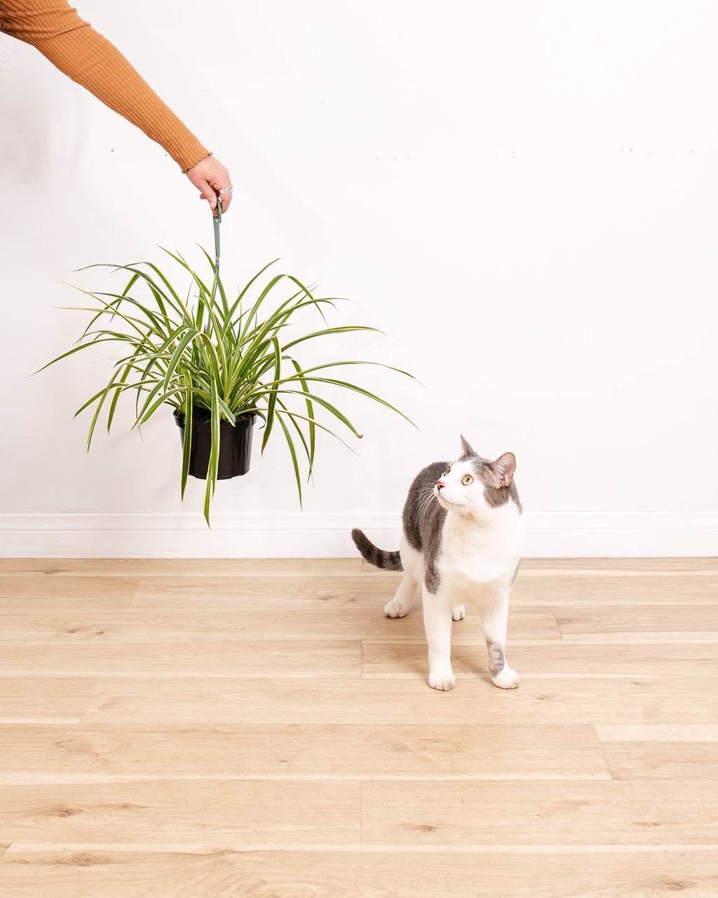 Spider Plant