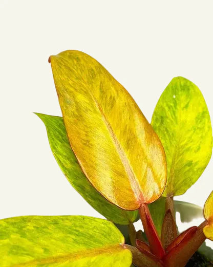 Philodendron Quad Color