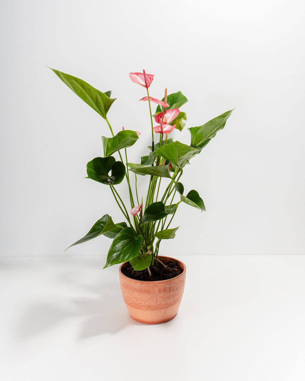 Anthurium 'Livium'