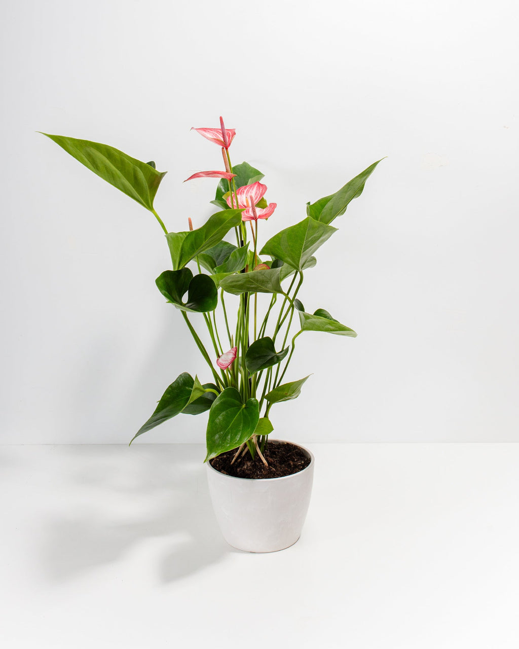 Anthurium 'Livium'