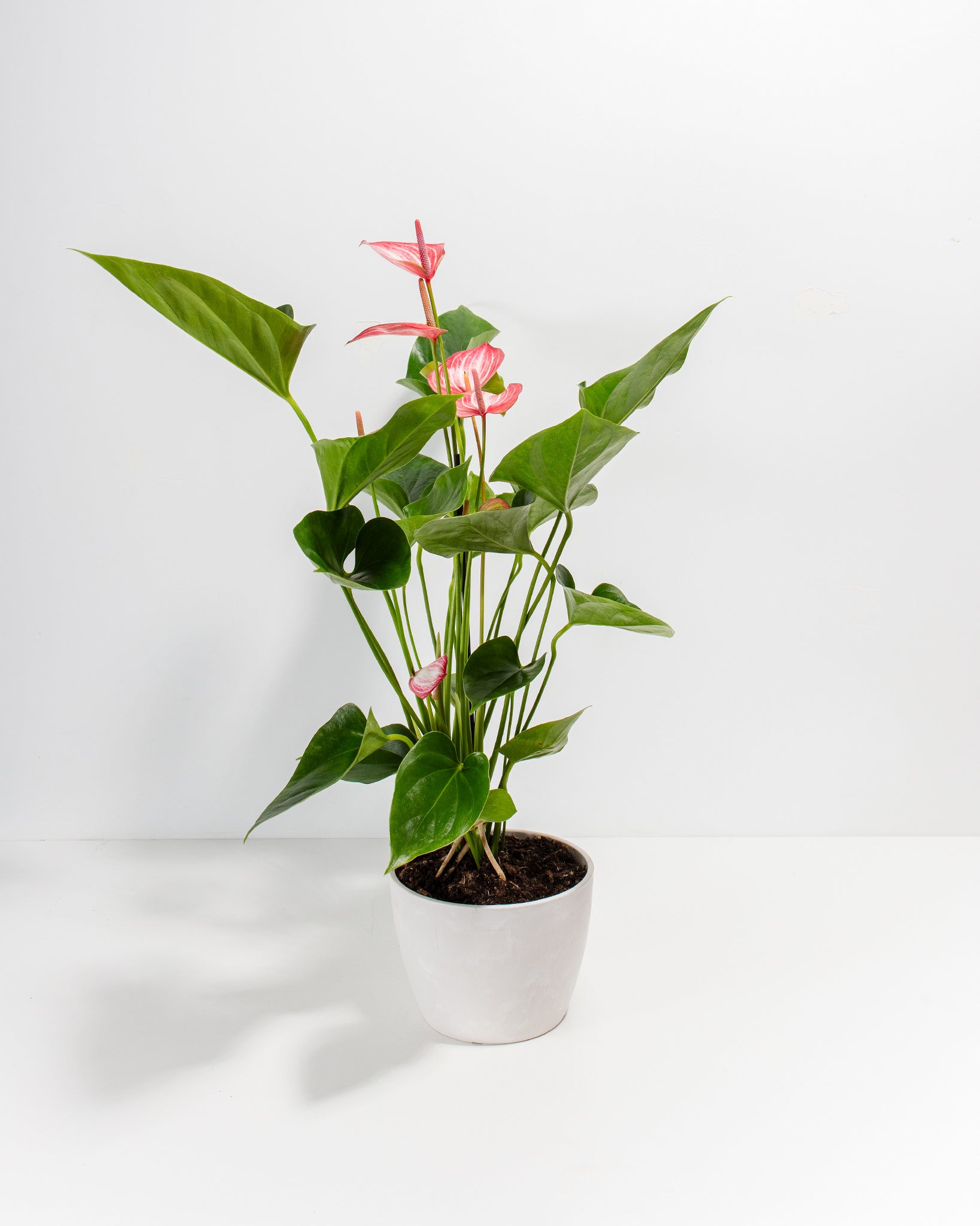 Anthurium 'Livium'