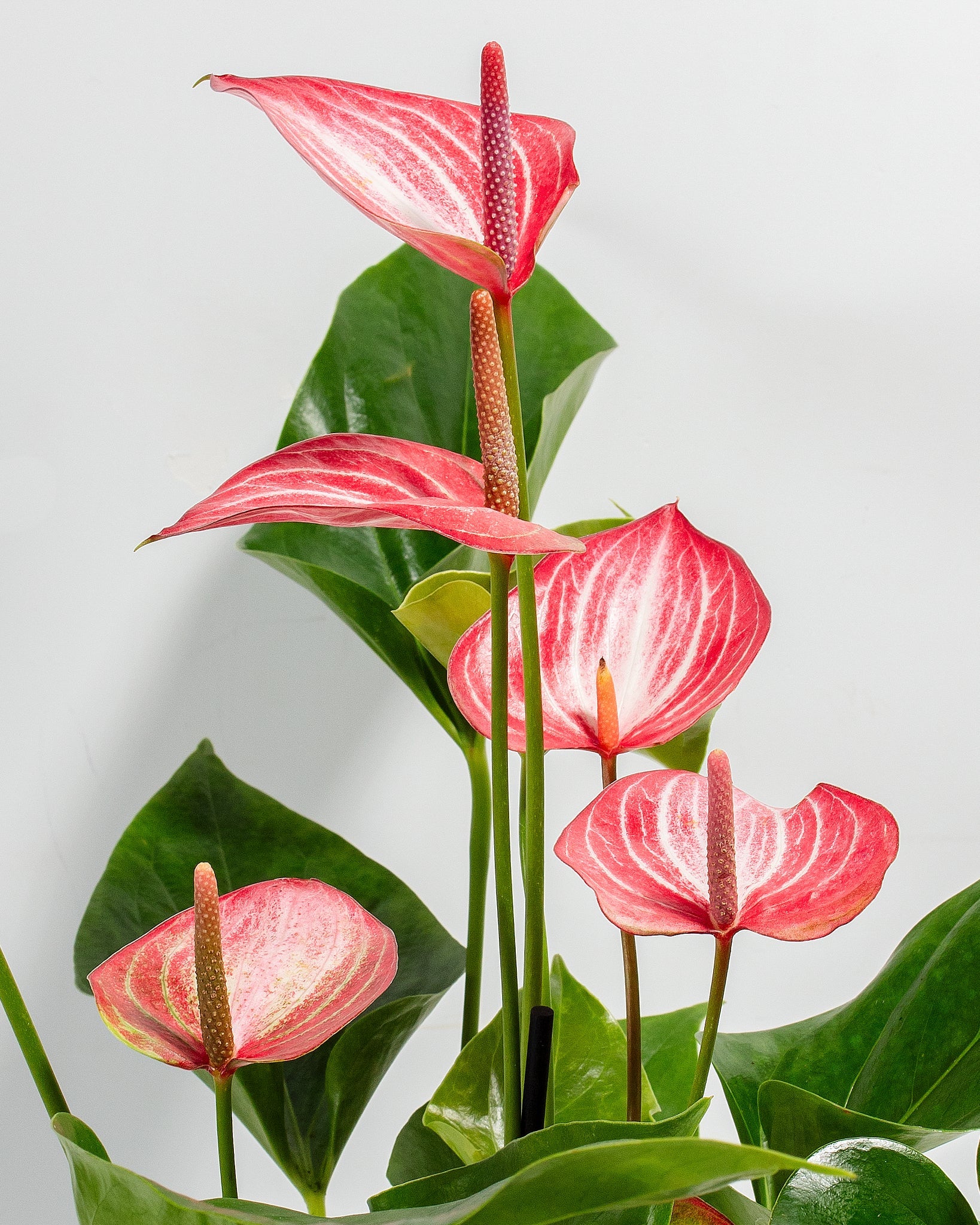 Anthurium 'Livium'