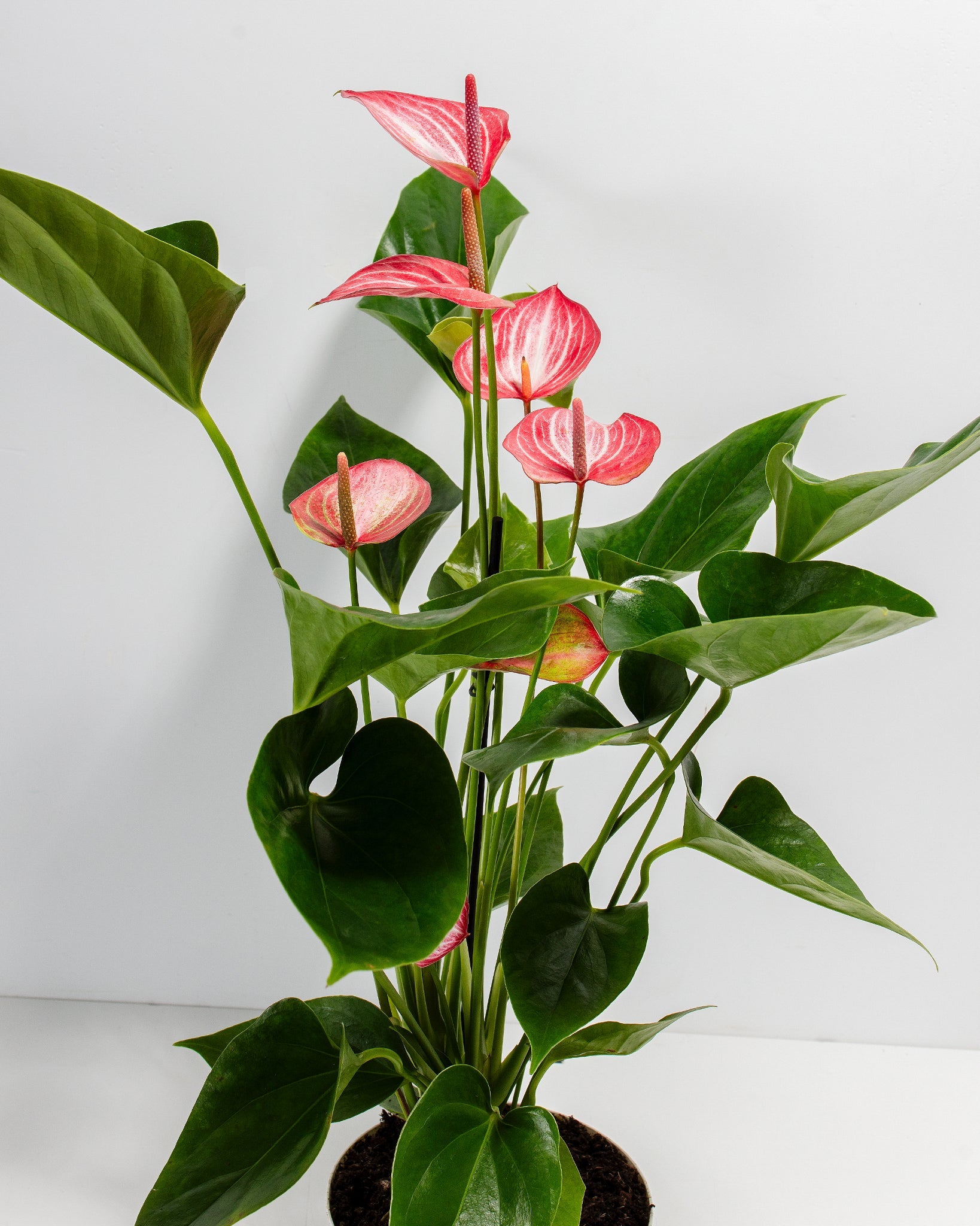 Anthurium 'Livium'