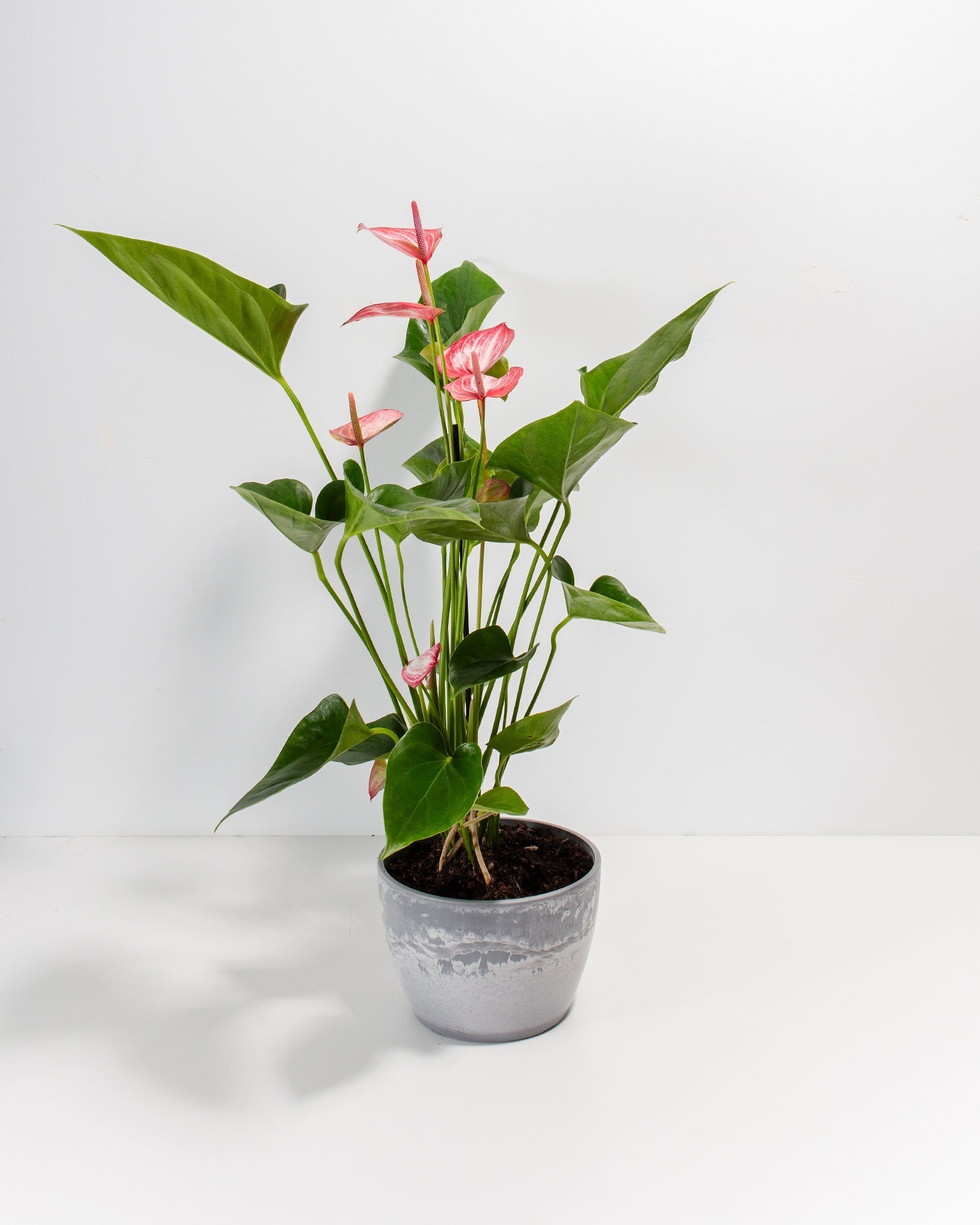 Anthurium 'Livium'