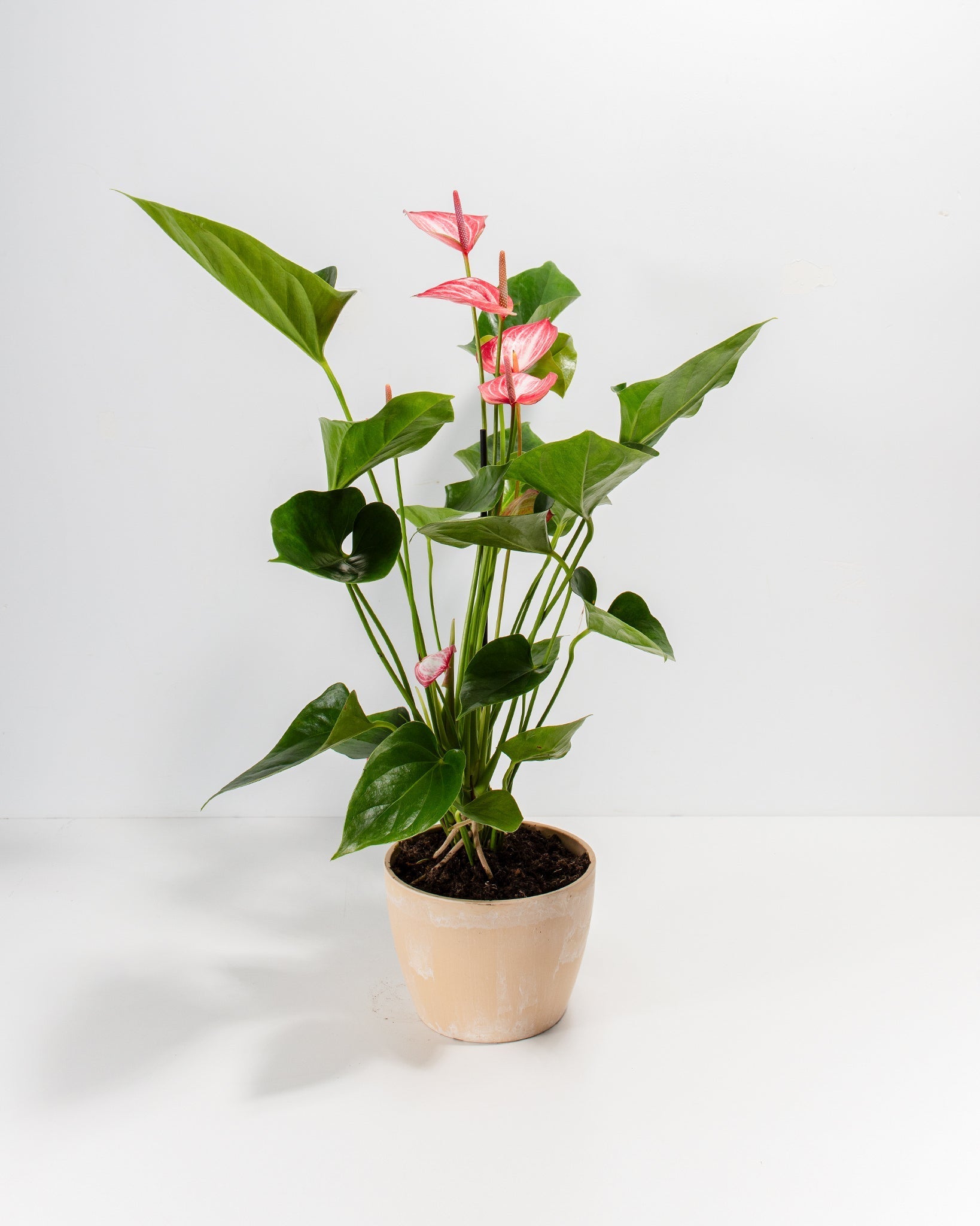 Anthurium 'Livium'