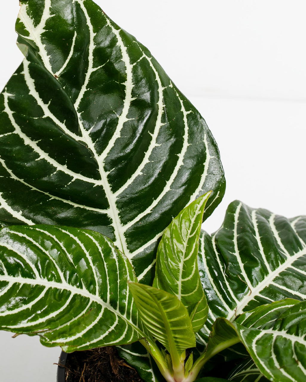 Zebra Plant (Aphelandra)