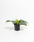 Zebra Plant (Aphelandra)