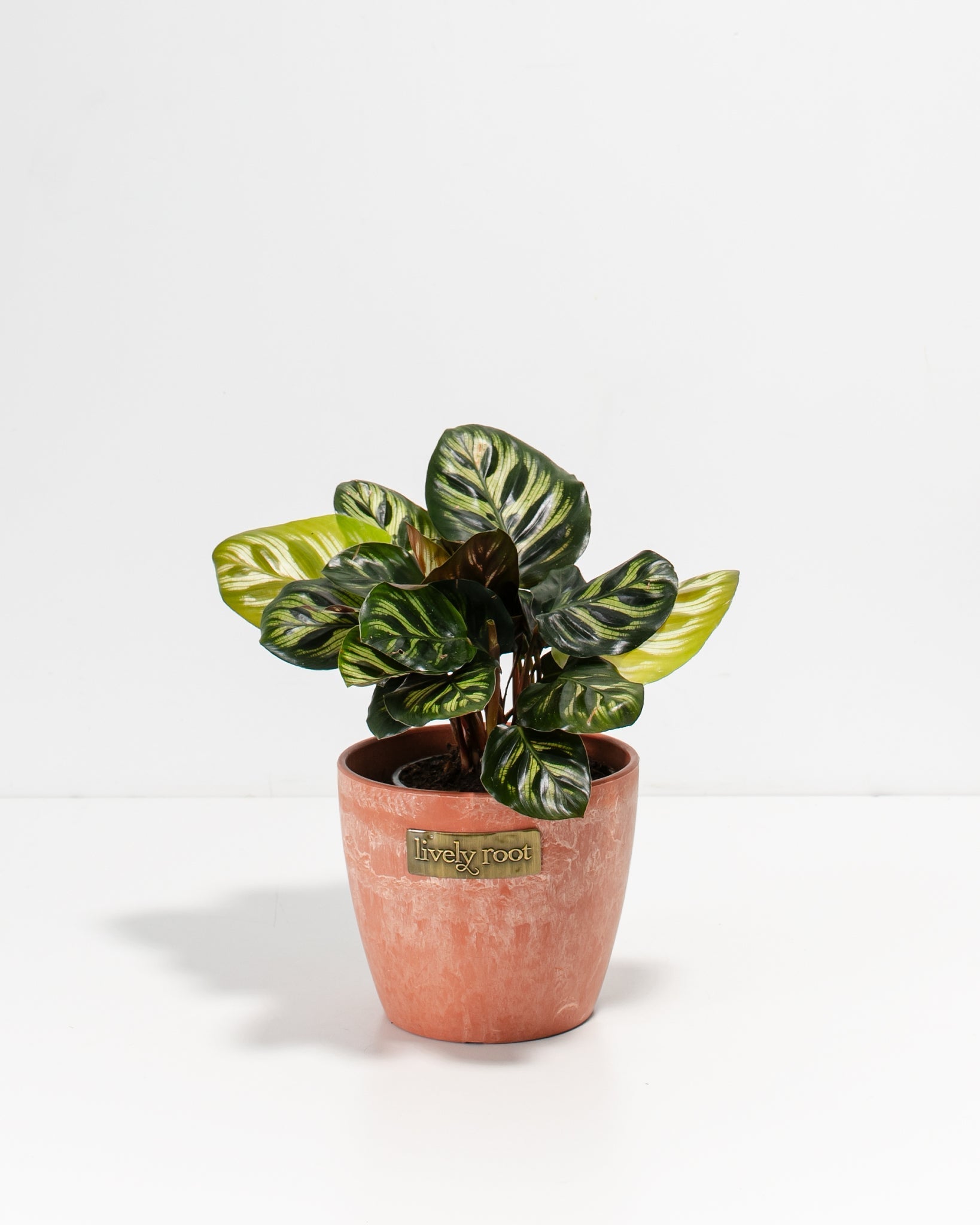 Peacock Plant