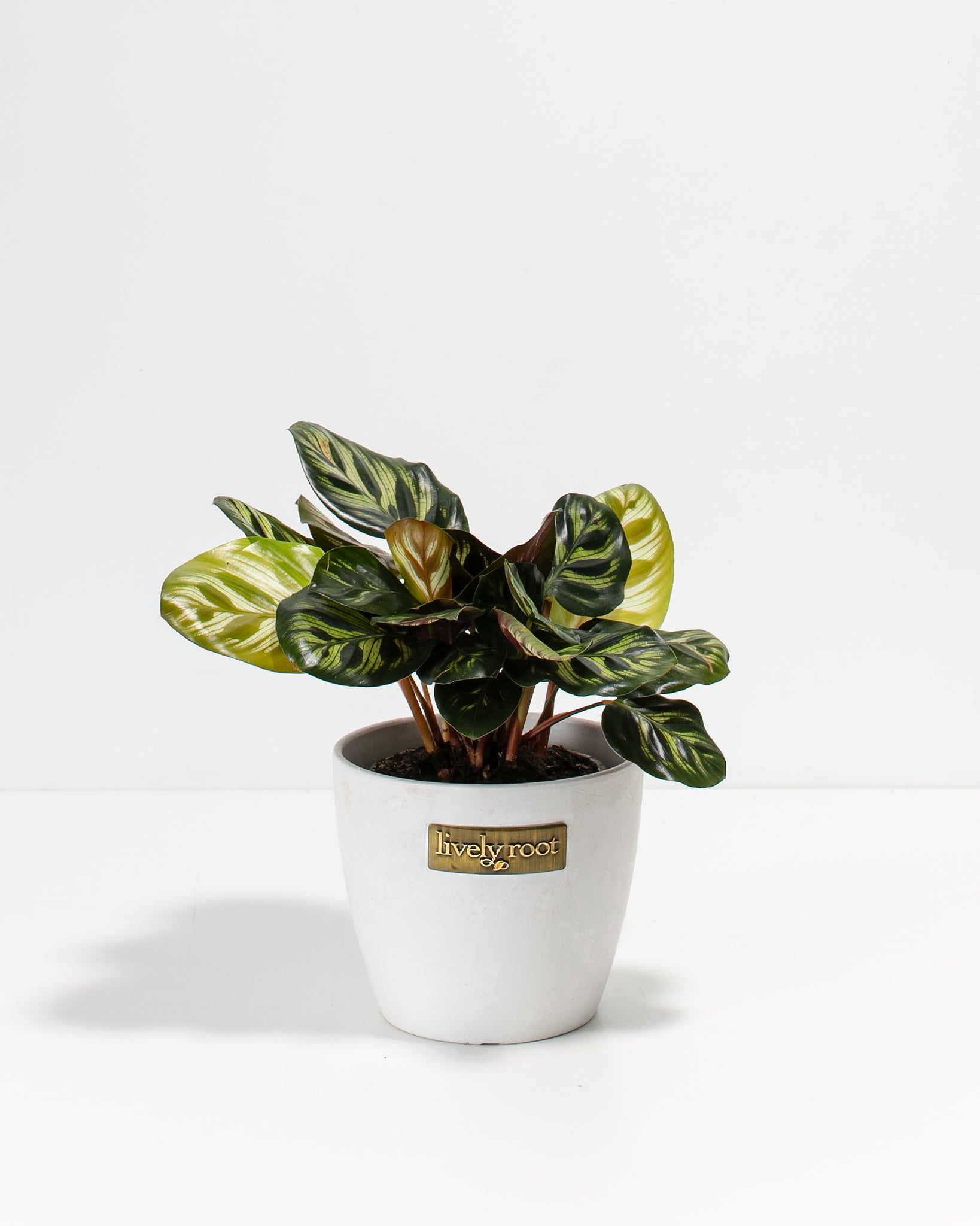 Peacock Plant