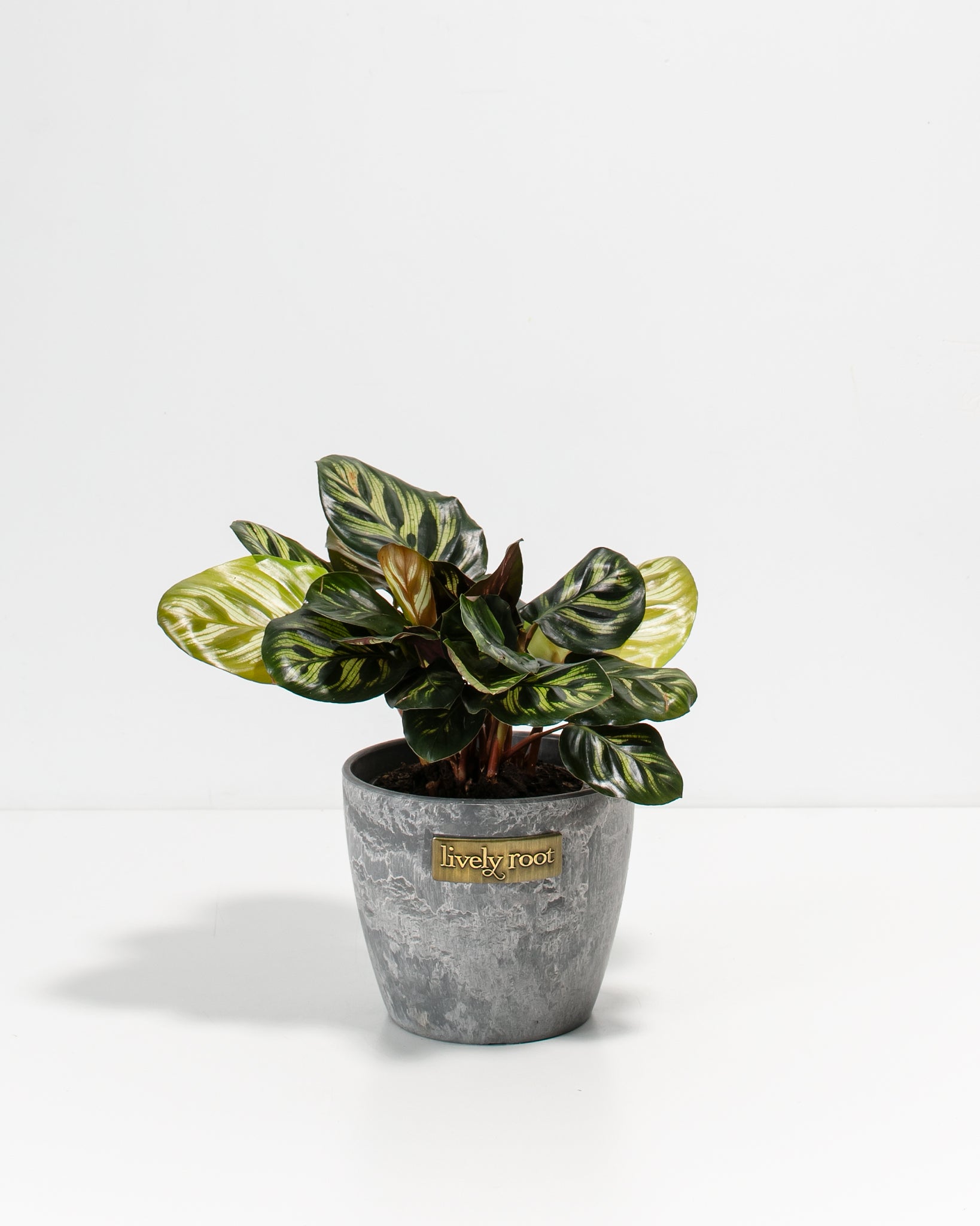Peacock Plant