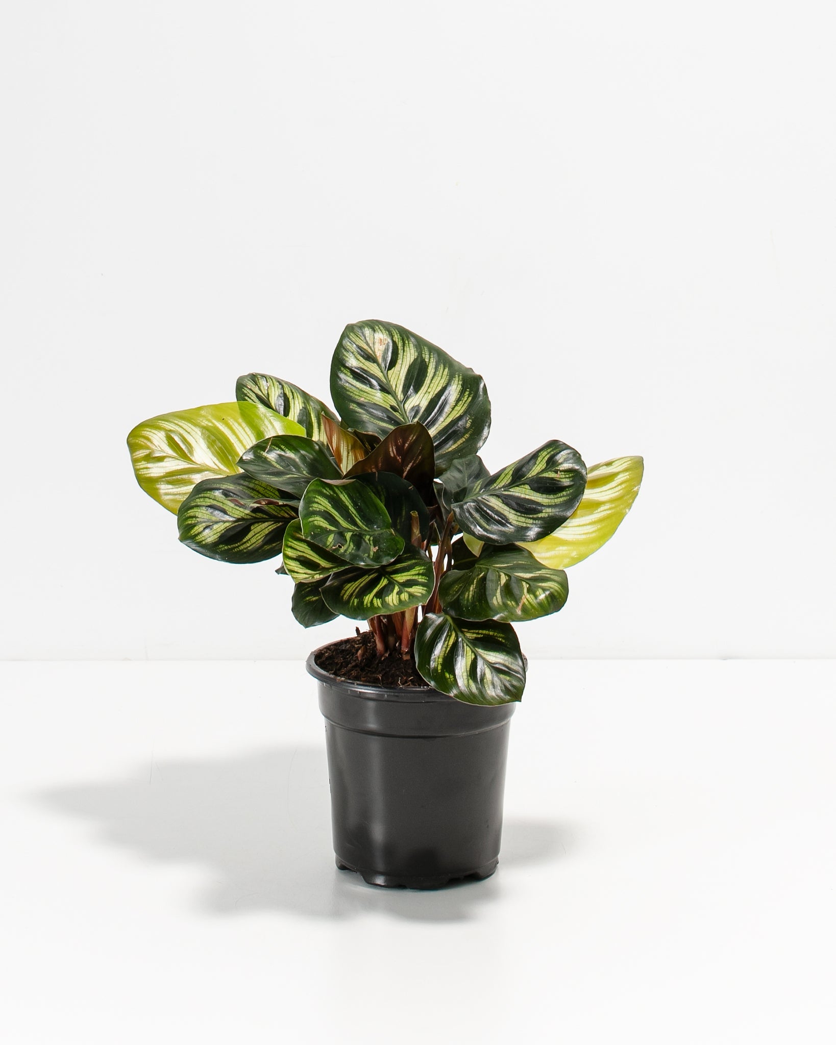 Peacock Plant