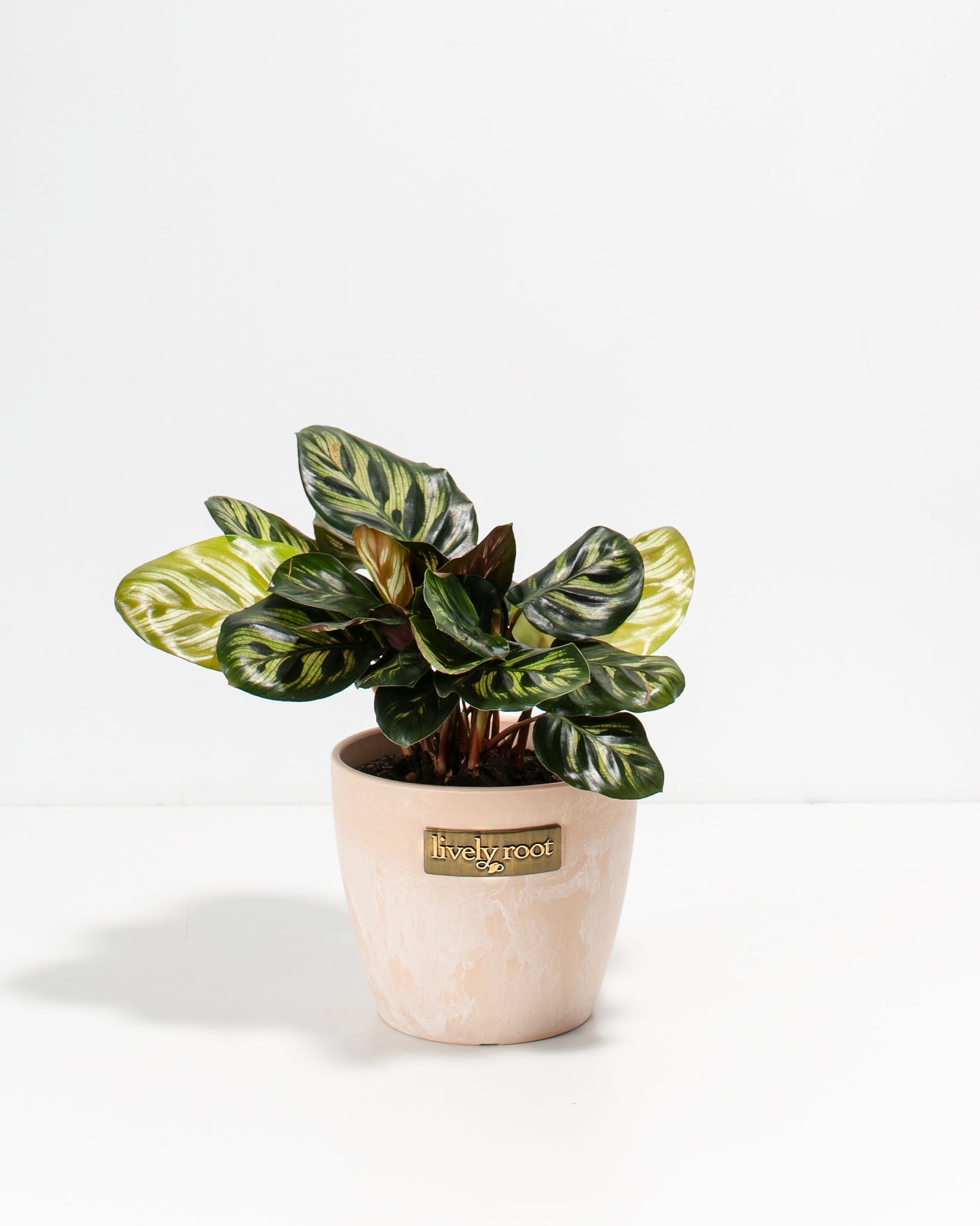 Peacock Plant