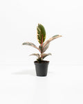 Ficus Tineke (elastica)