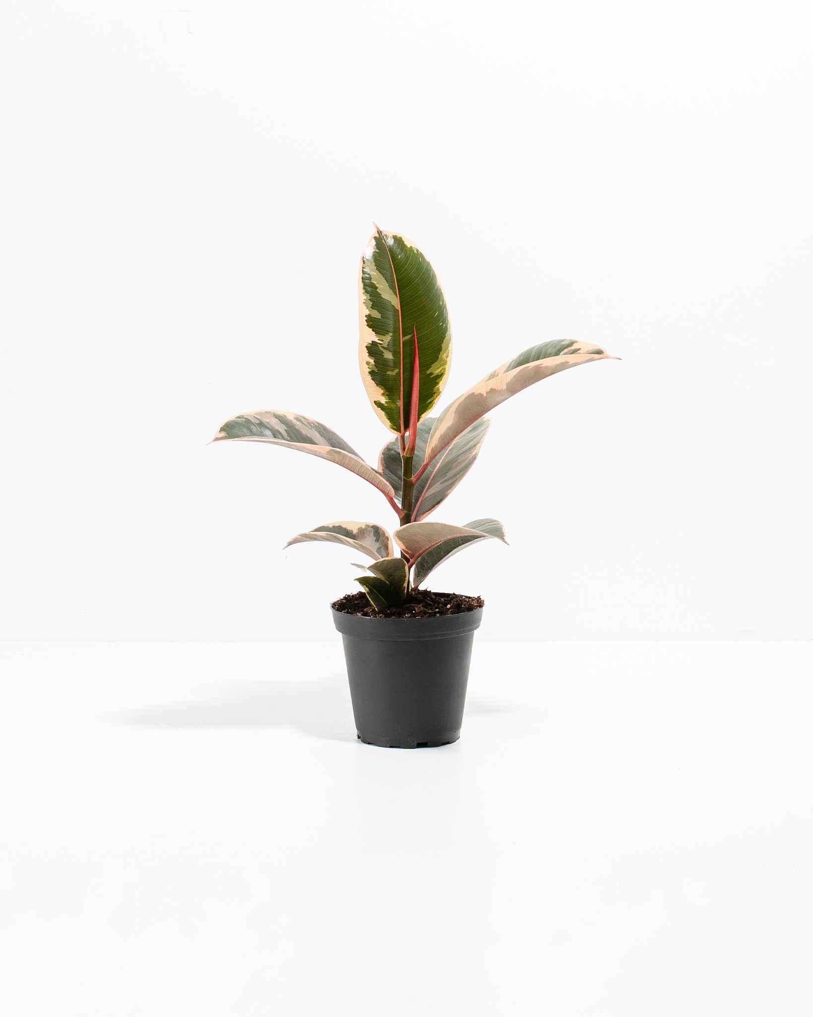 Ficus Tineke (elastica)